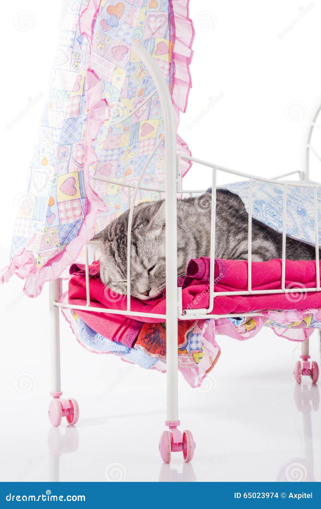 Cat sleeps in doll bed stock photo. Image of relax, game 65023974