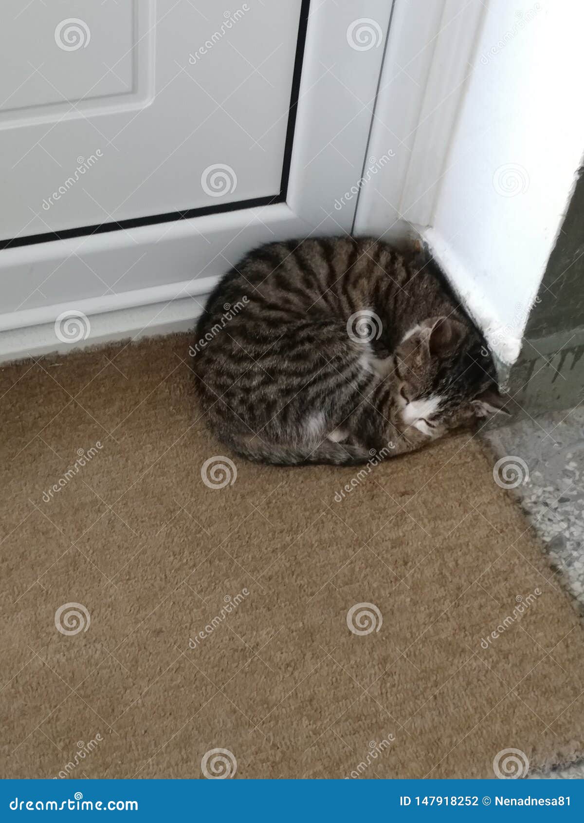 Cat Sleeps in Front of Apartment Door Stock Photo Image of apartment, sleeps 147918252