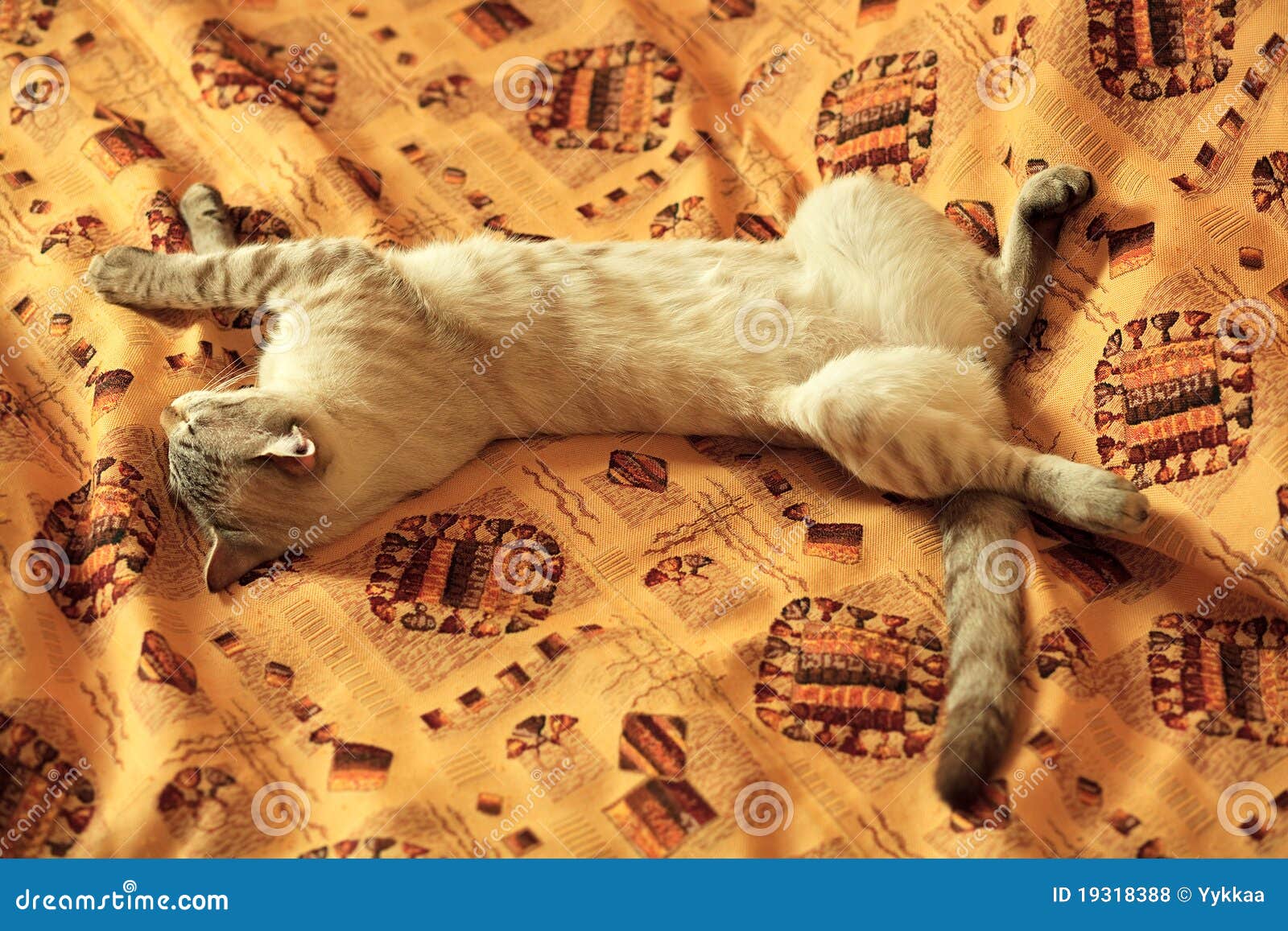 Cat Sleeps without Hind Legs. Stock Photo Image of thai, animal 19318388