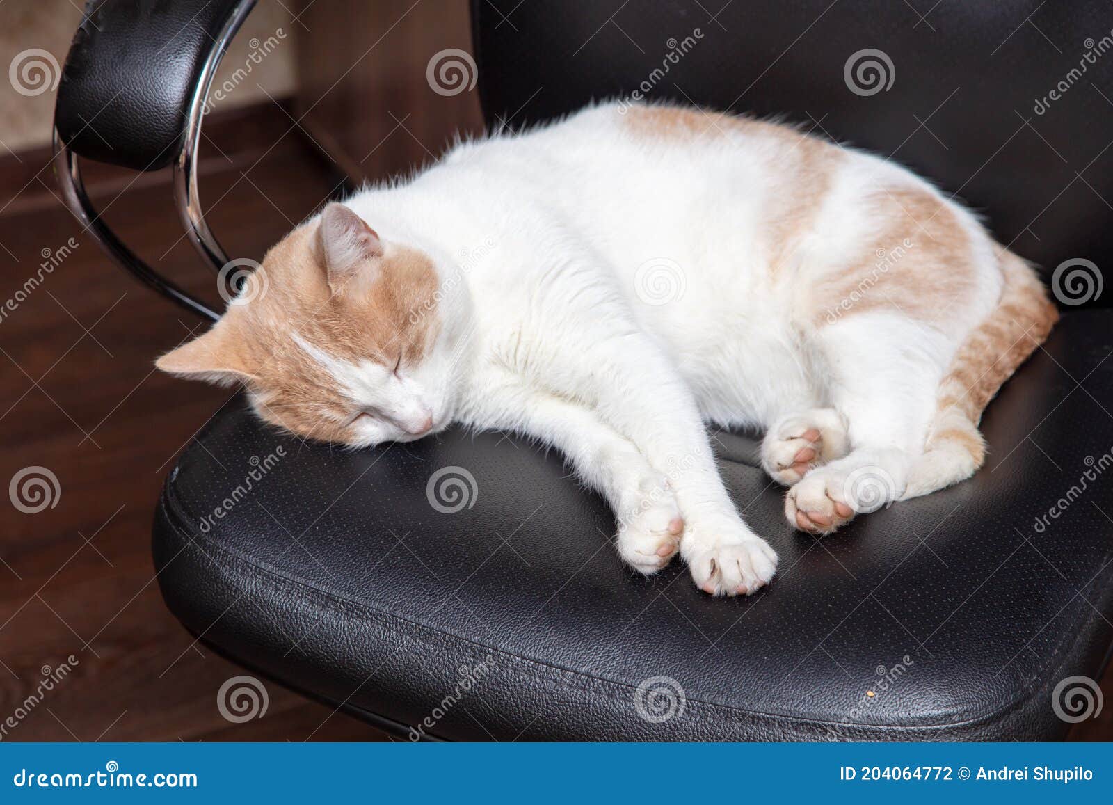 The Cat Sleeps on an Office Chair Stock Photo Image of technology