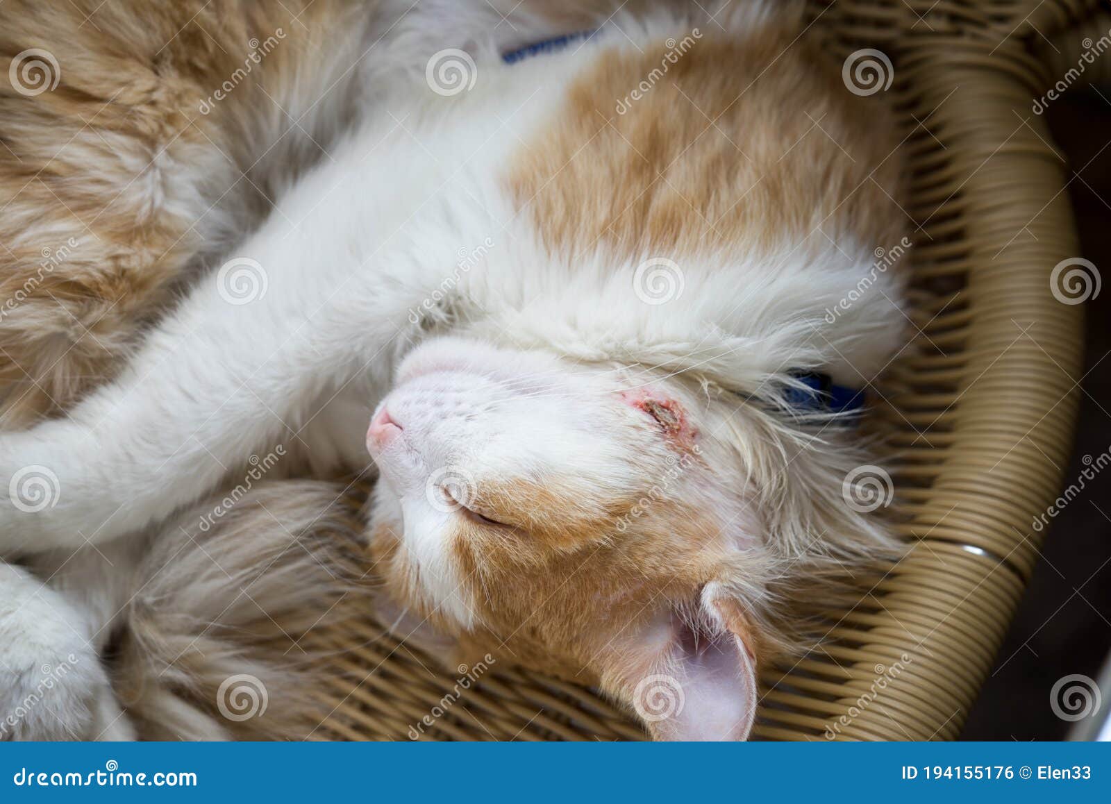 The Cat Sleeps With A Wound Healing Abscess On His Cheek Stock Photo