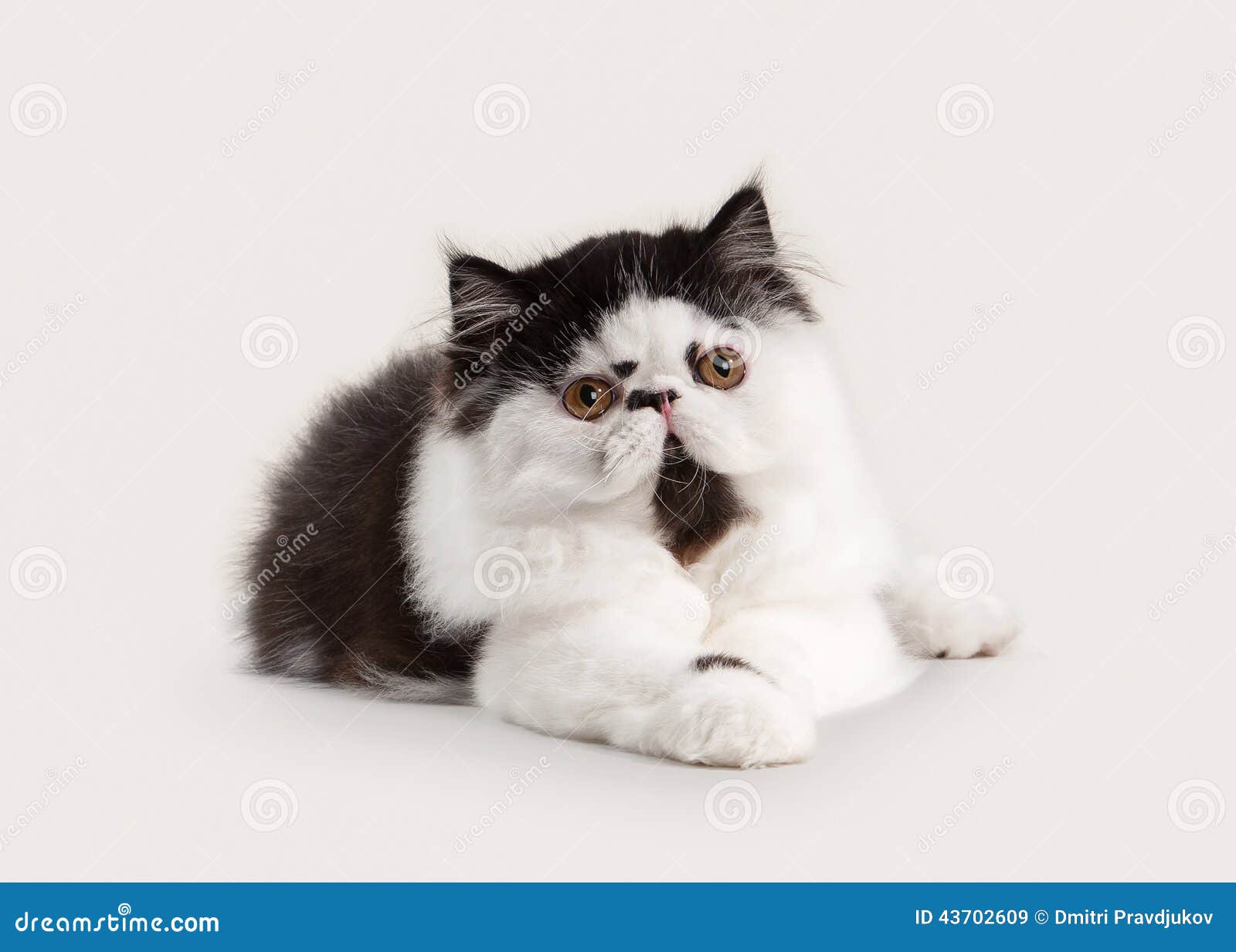 Cat. Small Persian Kitten On White Background Stock Image Image of