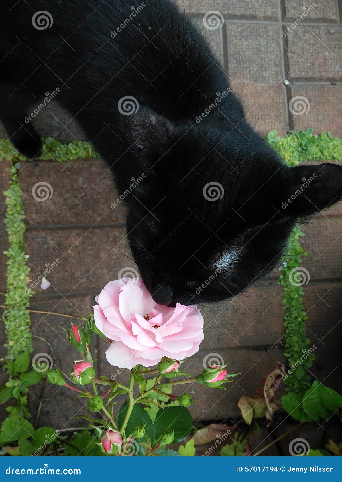 Cat Smelling Rose stock photo. Image of rose, kitty, smelling 57017194