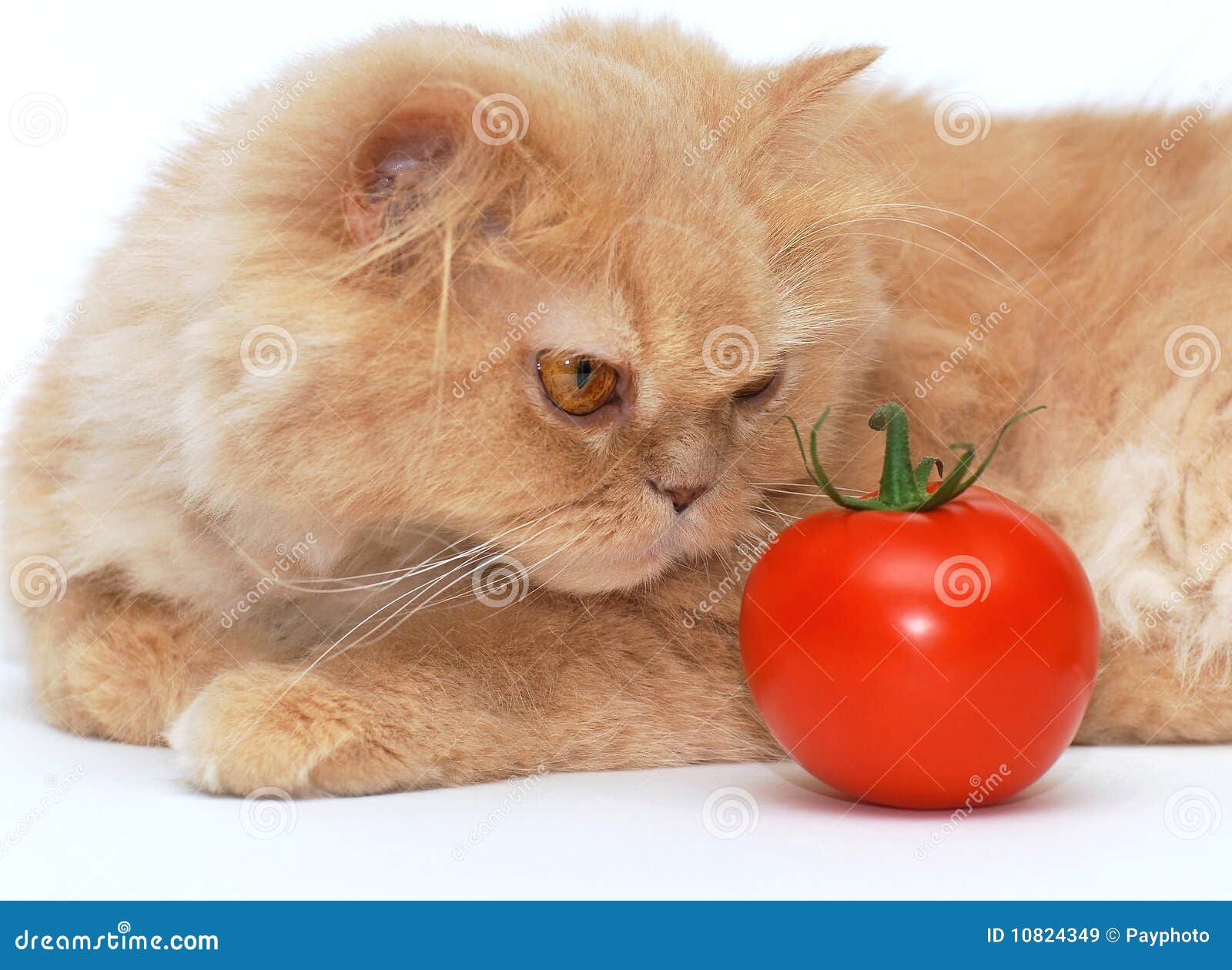 Cat is smelling the tomato stock image. Image of closeup 10824349