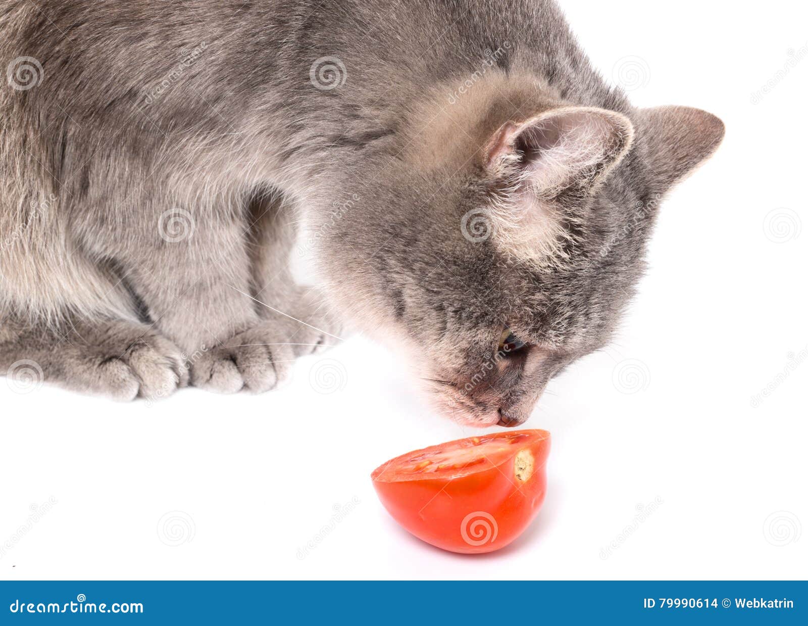 The cat smells tomato. stock photo. Image of fresh, nature 79990614