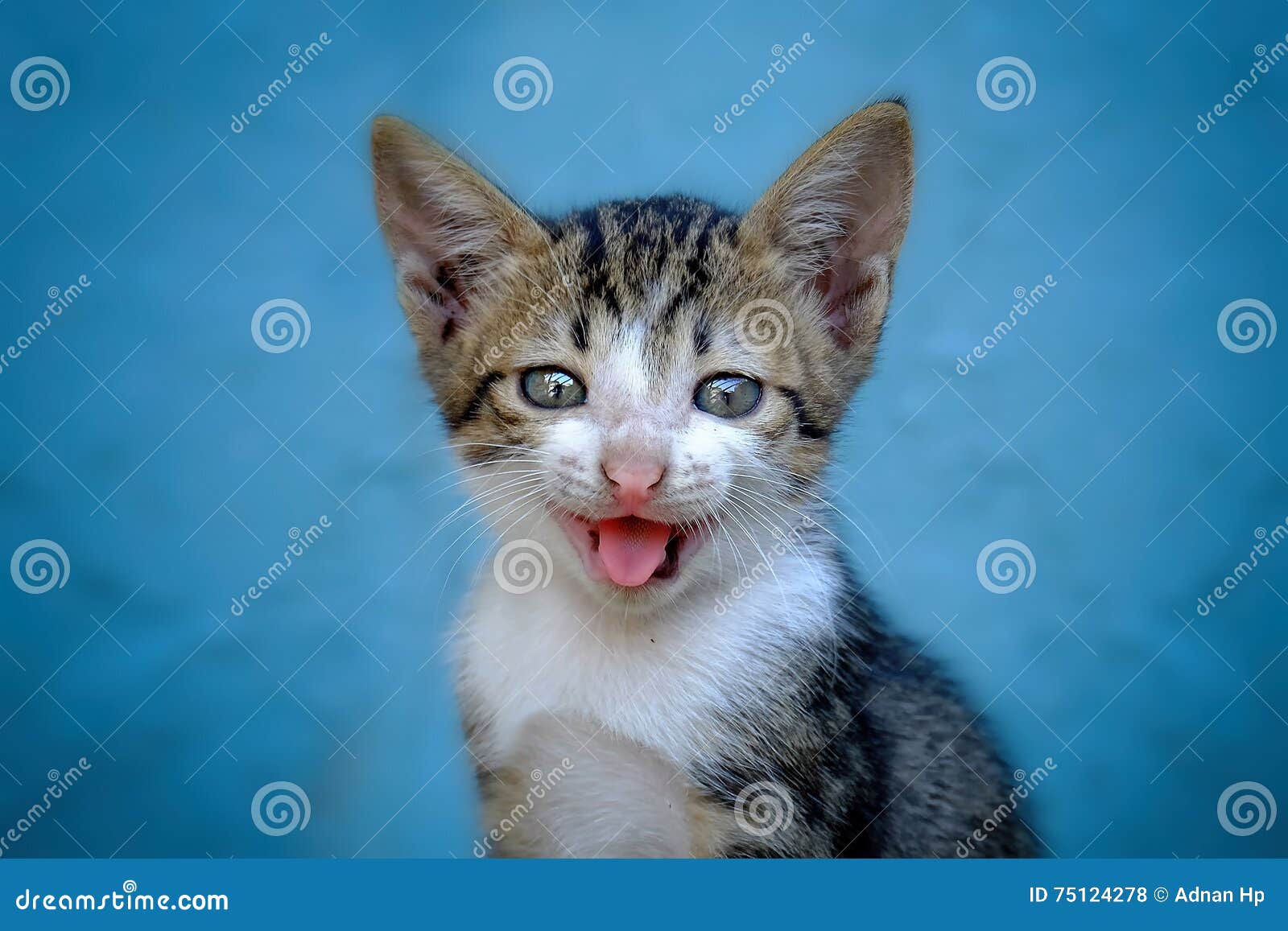 cat with smiling face and cute expresion