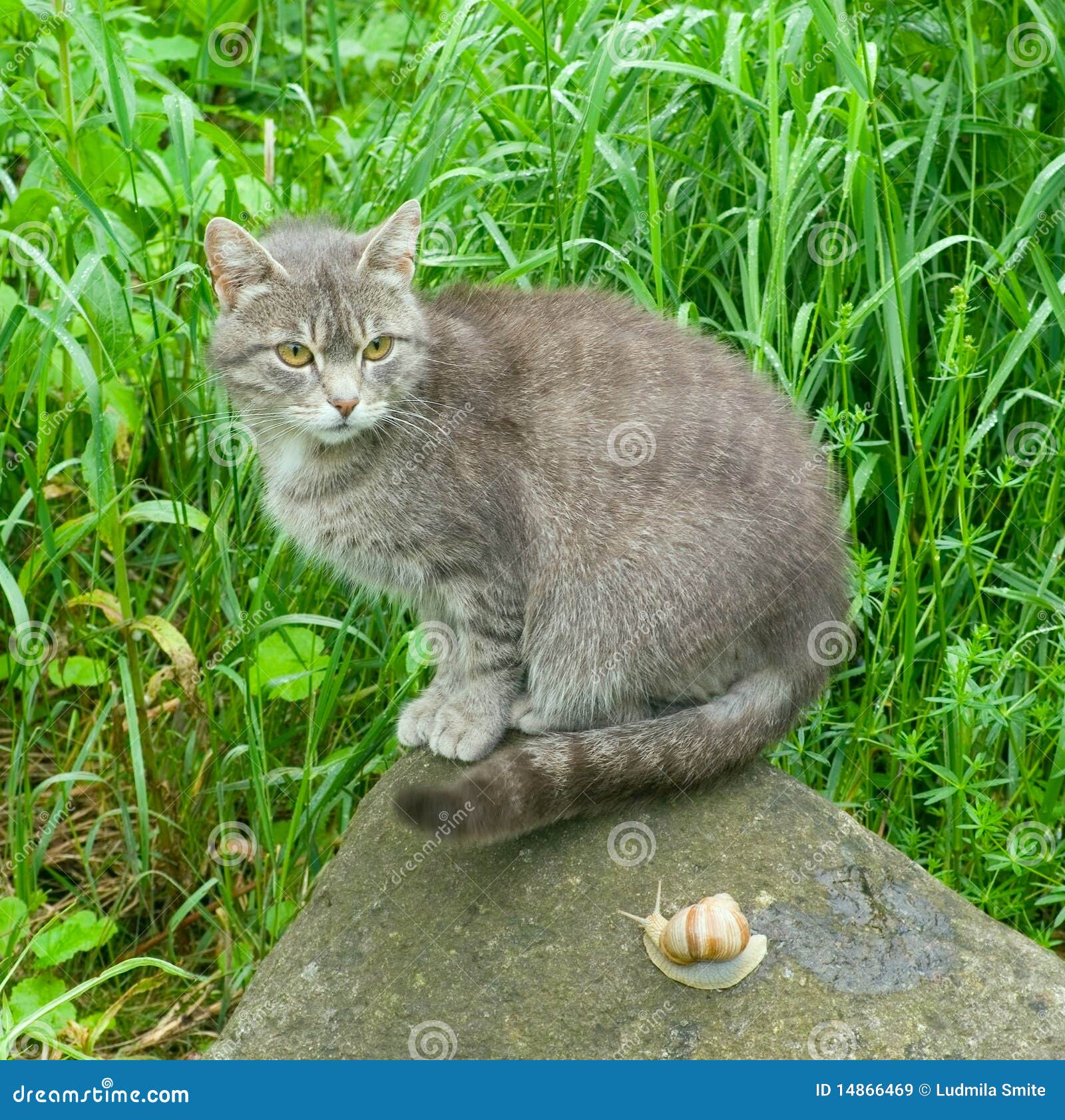 Cat and snail. stock image. Image of green, nature, stone 14866469