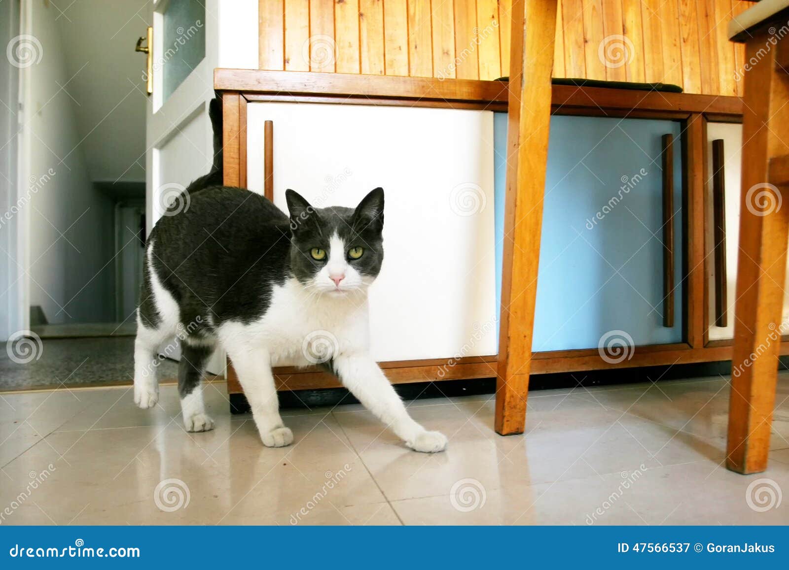 Cat sneaking in kitchen stock image. Image of grey, copy 47566537