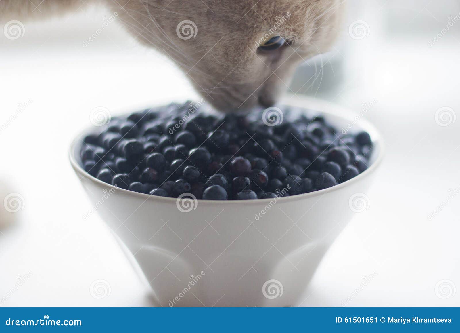 Cat sniffing blueberries stock image. Image of domestic 61501651