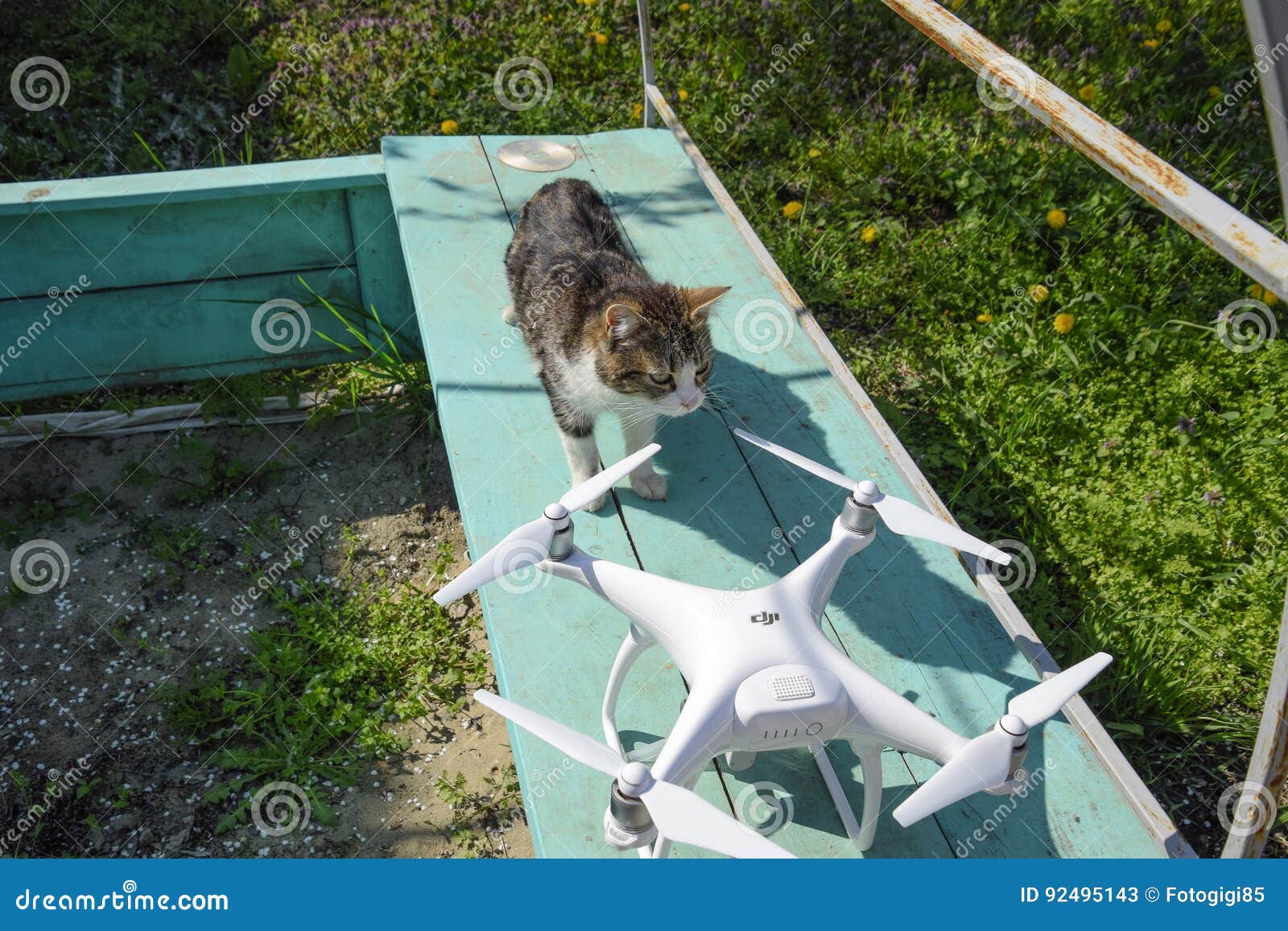 The Sniffs the Drone DJI Phantom 4. Surprise the Animal with a New Gadget. Quadrocopter and Cat and Drone Editorial Stock Photo - of octacopter, 92495143