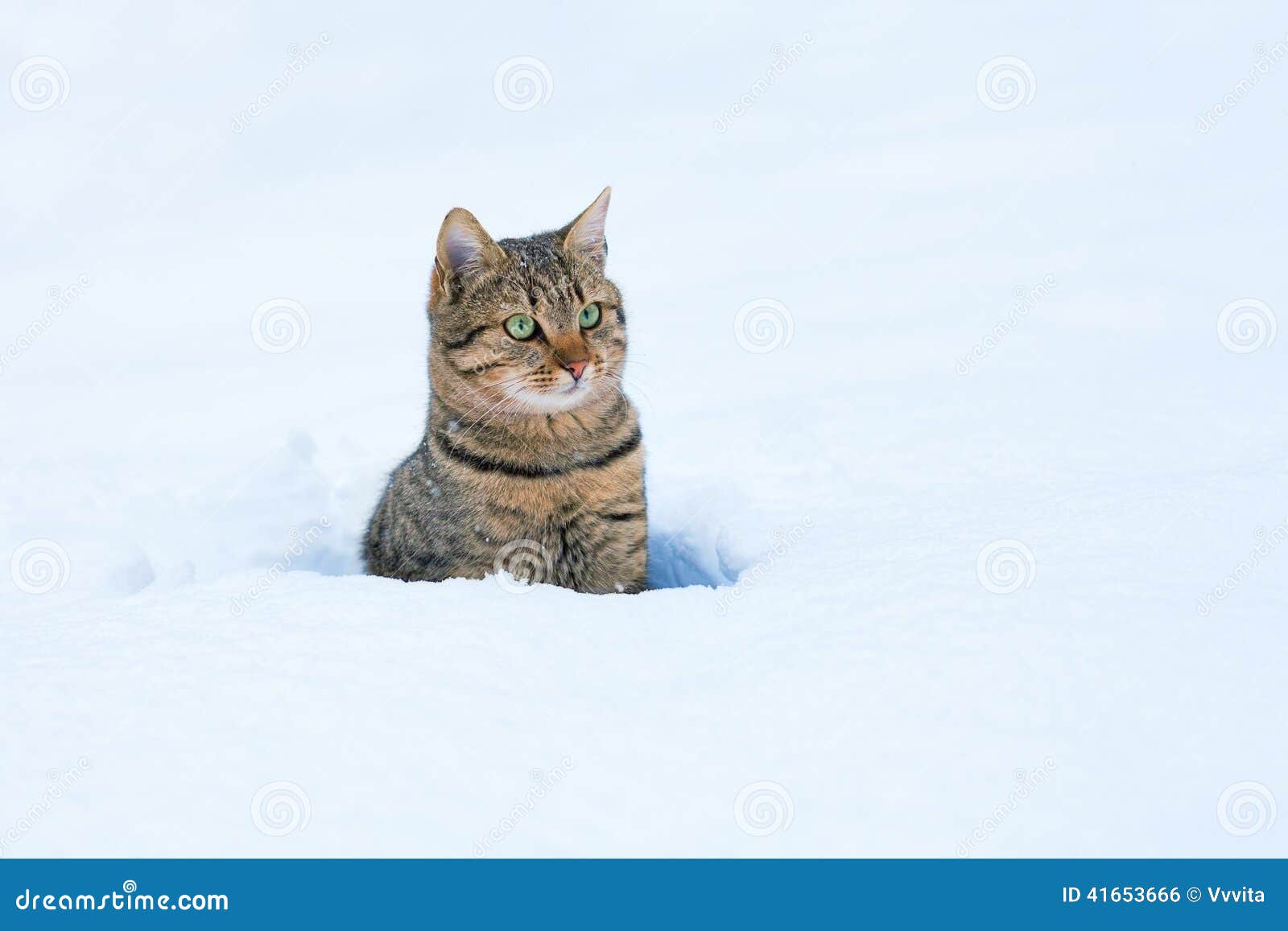 Cat in snow stock photo. Image of cute, alone, christmas 41653666