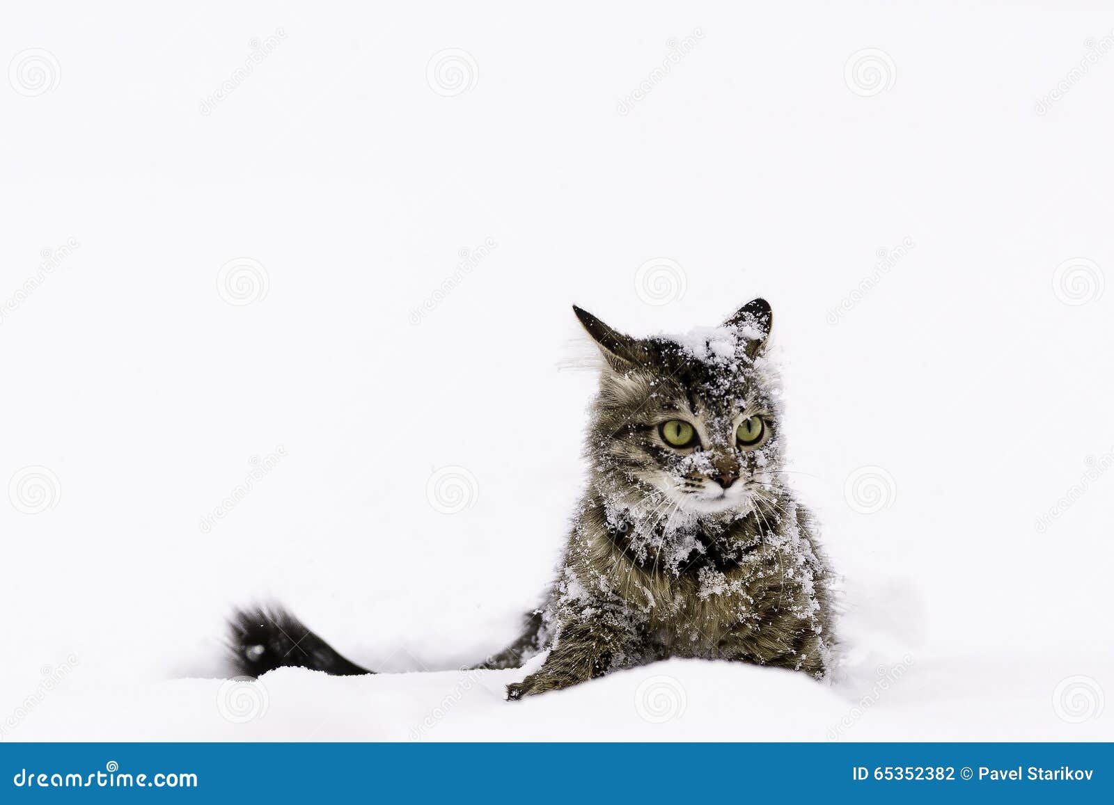 Cat in the snow stock photo. Image of adorable, hair 65352382