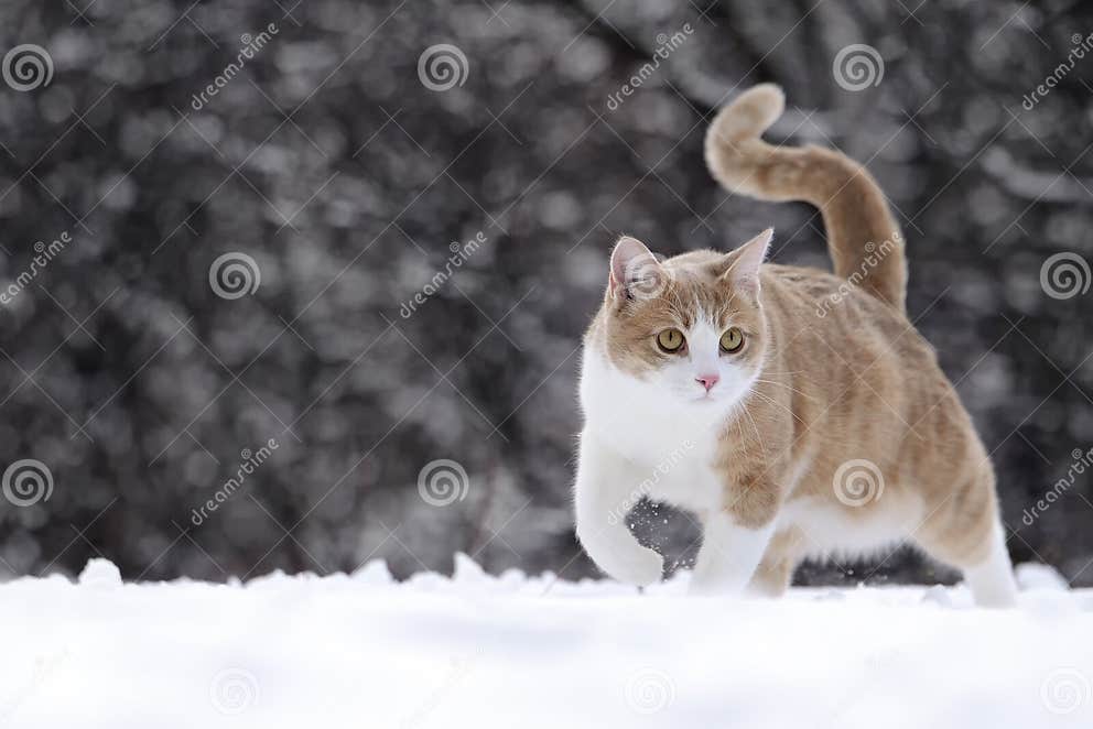 Cat walking in snow stock image. Image of hunting, watching 40300631