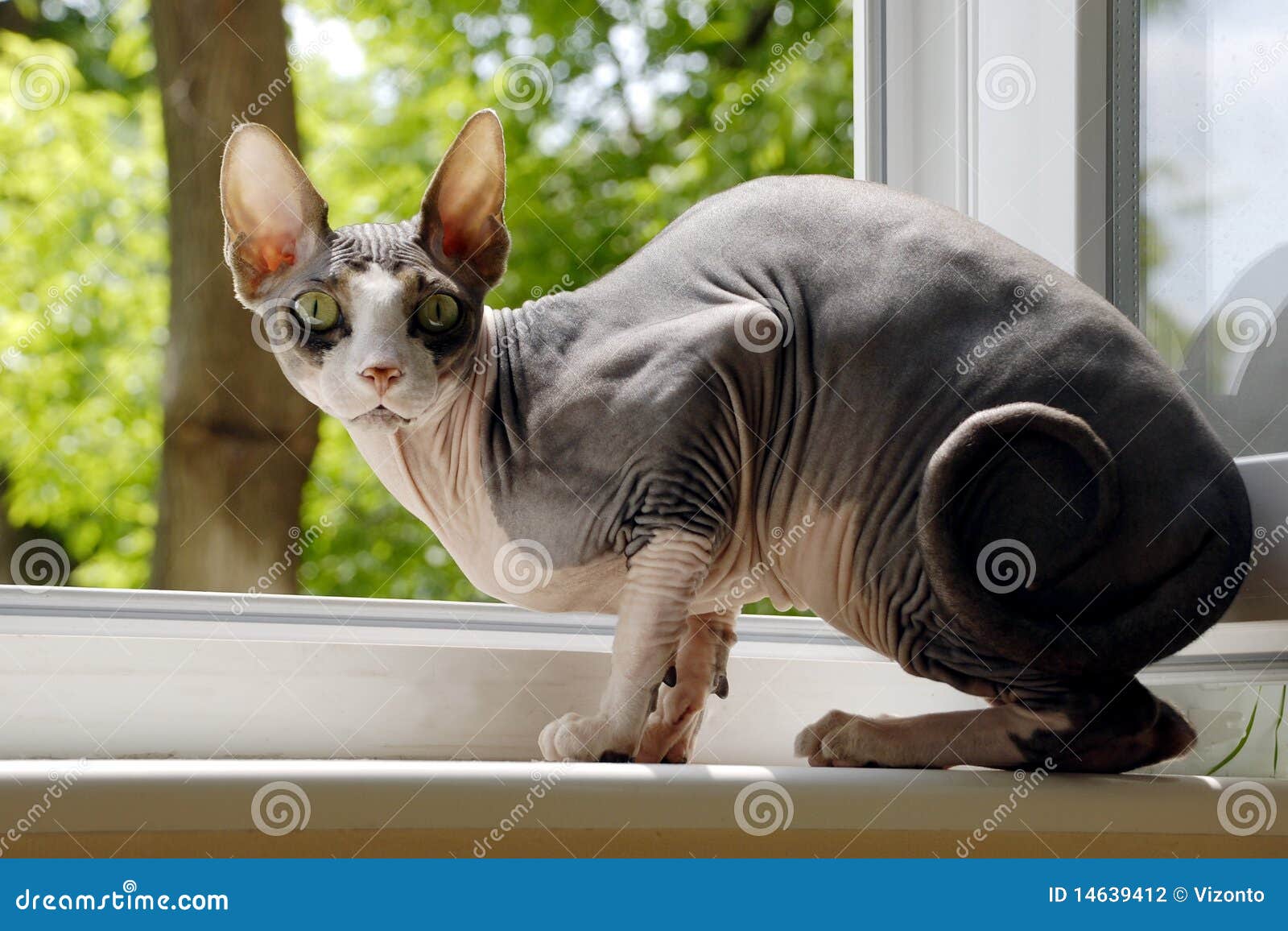 Cat Sphynx stock photo. Image of wildlife, animal, close 14639412
