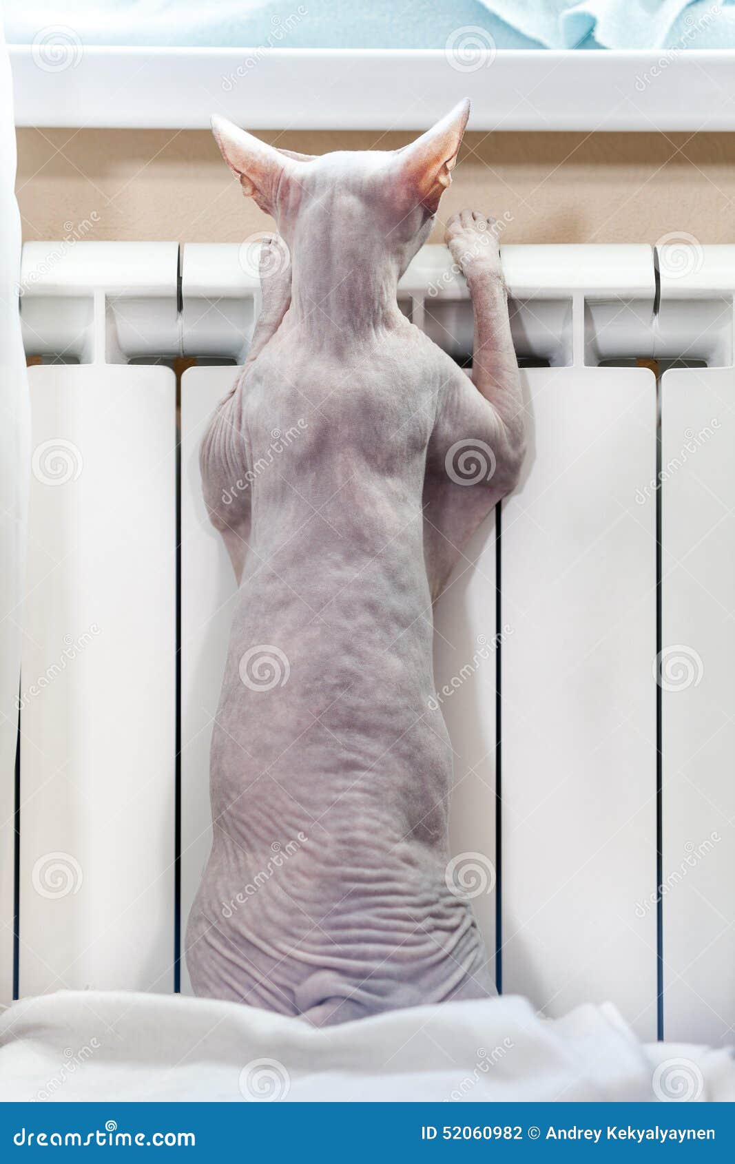 Cat, Sphynx, Warming in Central Heating Radiator Stock Photo Image of interior, scene 52060982
