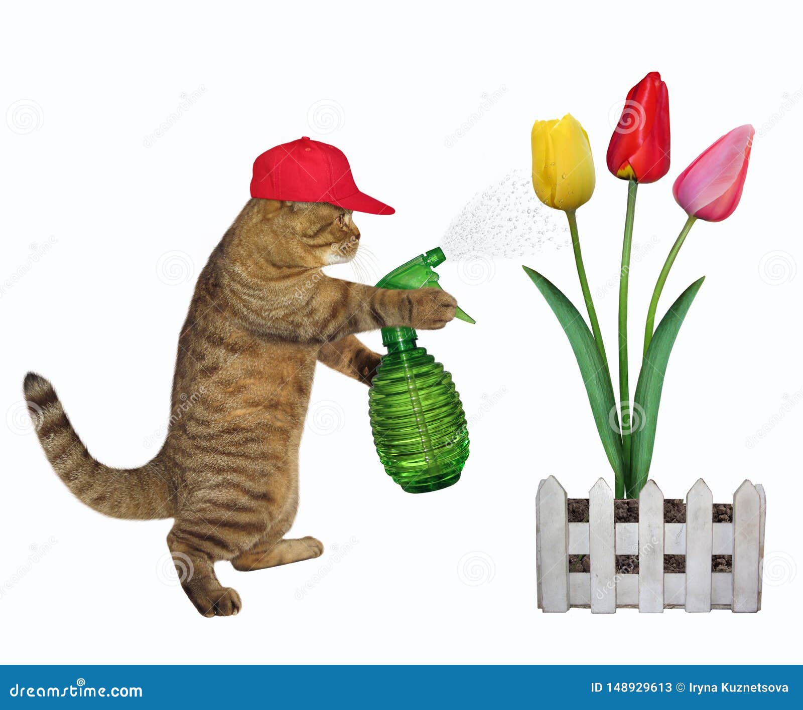 Cat Spraying Water On Colored Tulips 2 Stock Image Image of funny