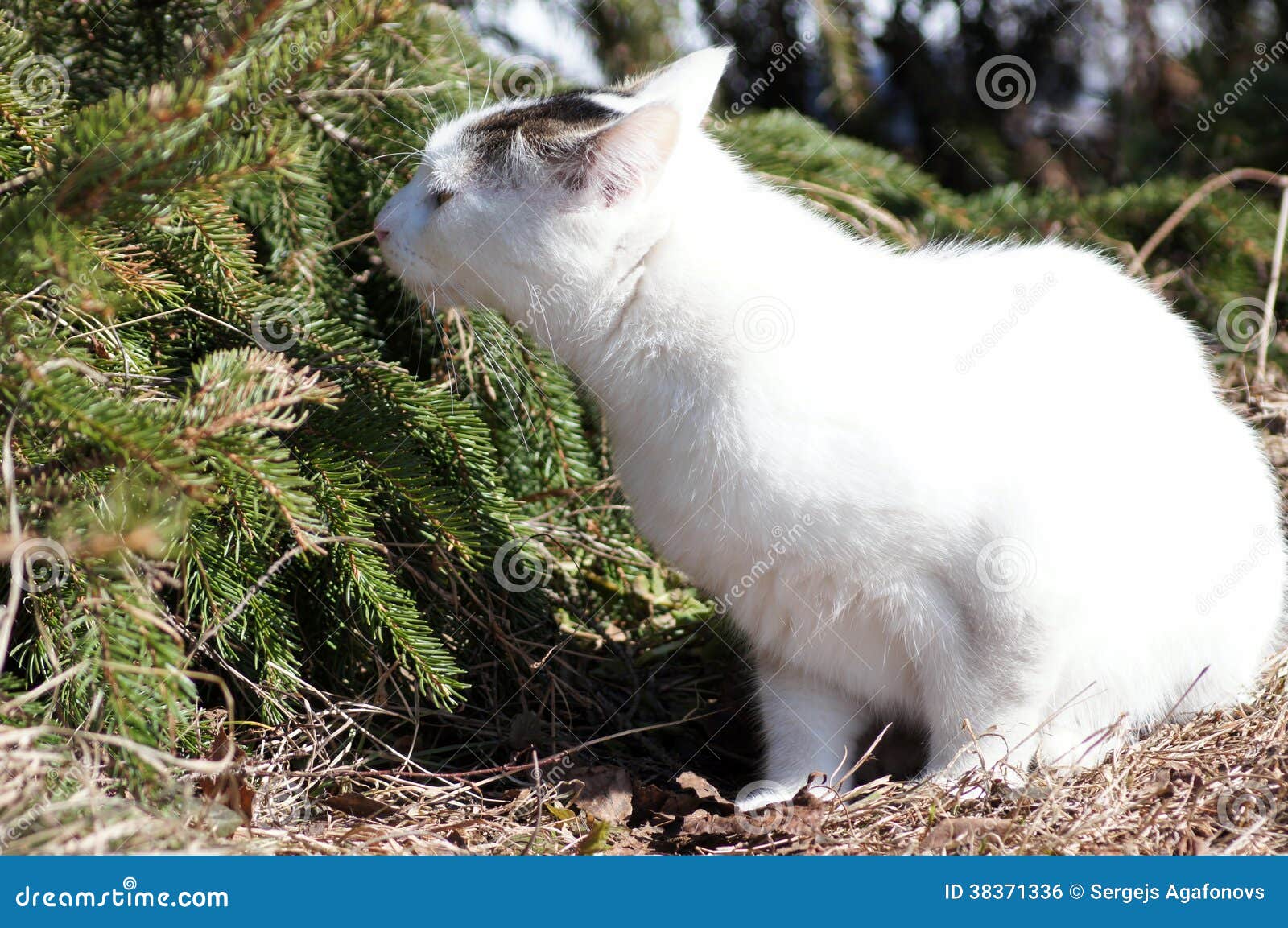 Cat and Spruce. Sense of Smell. Stock Photo Image of forest, fauna