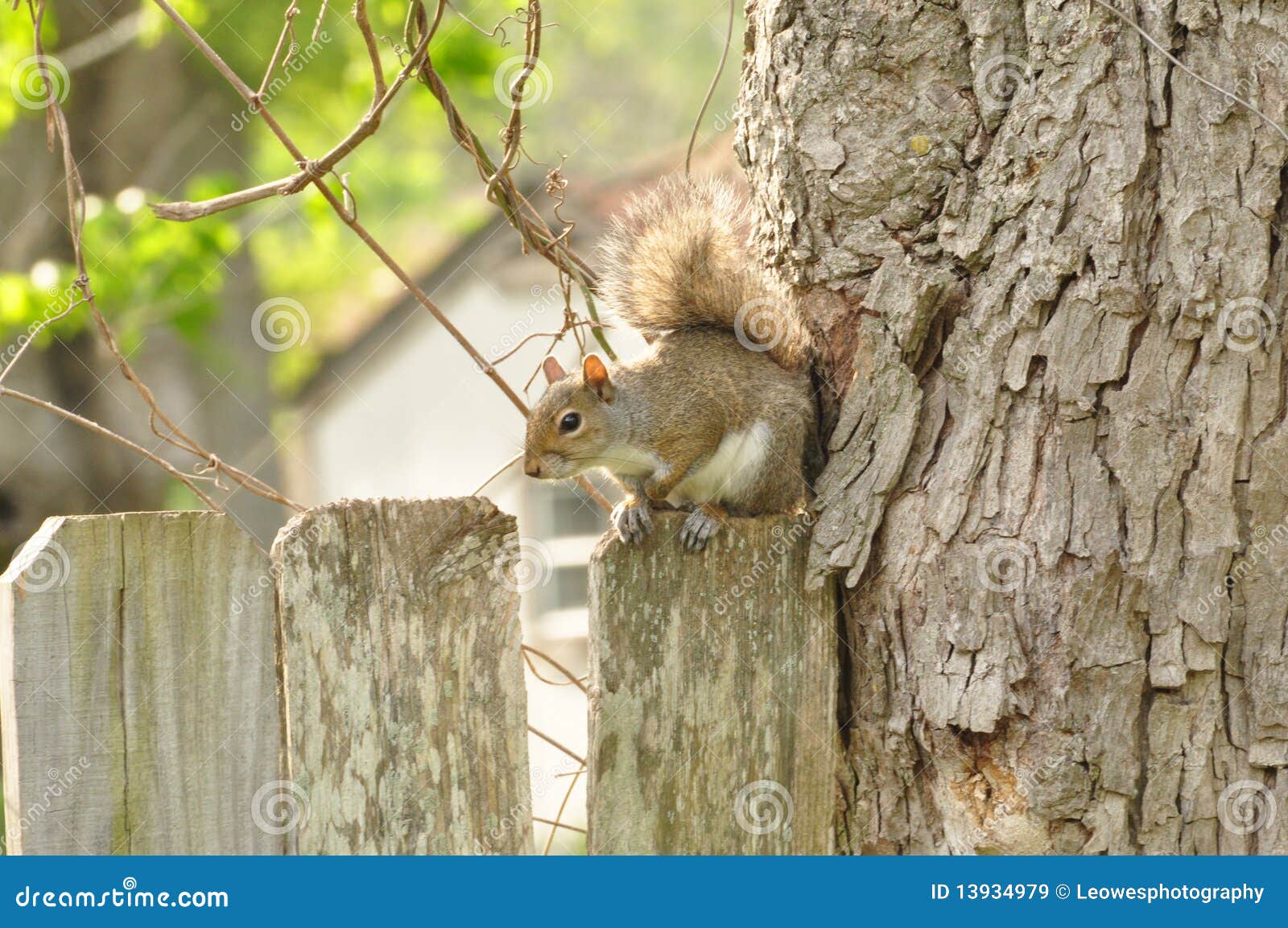 Cat Squirrel stock image. Image of cute, wildlife, nature 13934979