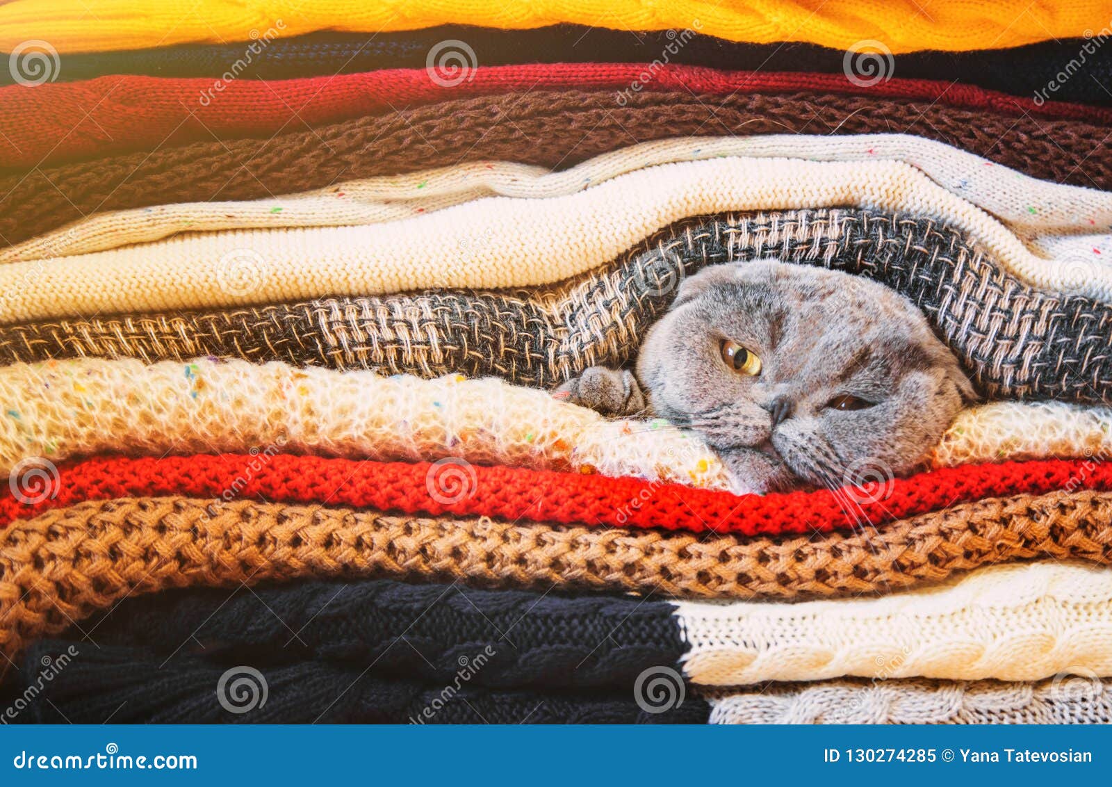 Cat in a Stack of Warm Clothes. Selective Focus Stock Image Image of