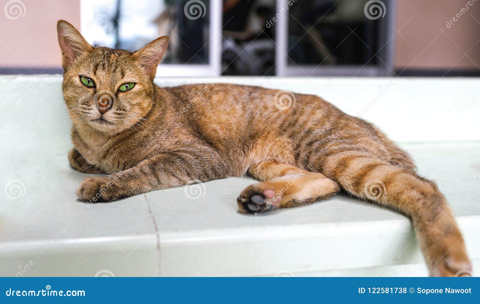 mature female cat Mature female cat