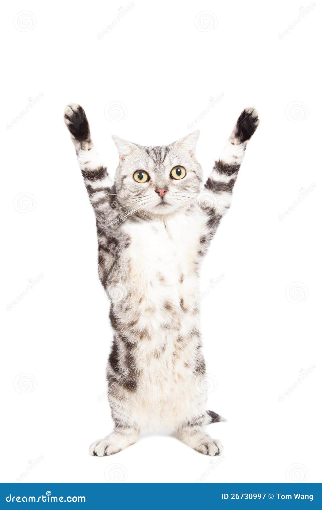  Cat  Are Standing  And Rising Hand Royalty Free Stock 