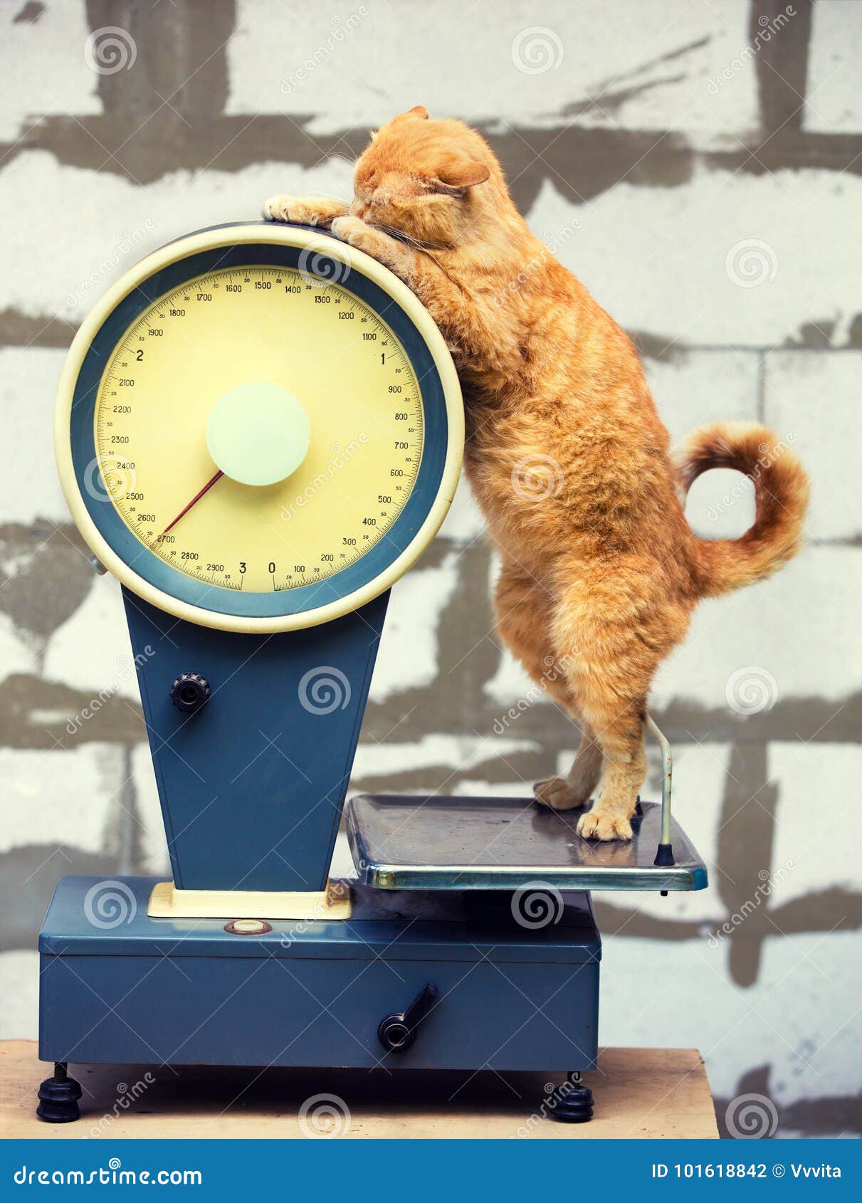 https://thumbs.dreamstime.com/z/cat-standing-scales-weigh-control-healthy-body-weight-101618842.jpg