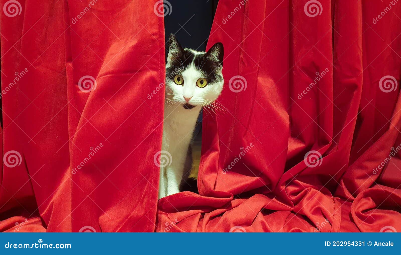 2,911 Cat Star Stock Photos Free & RoyaltyFree Stock Photos from