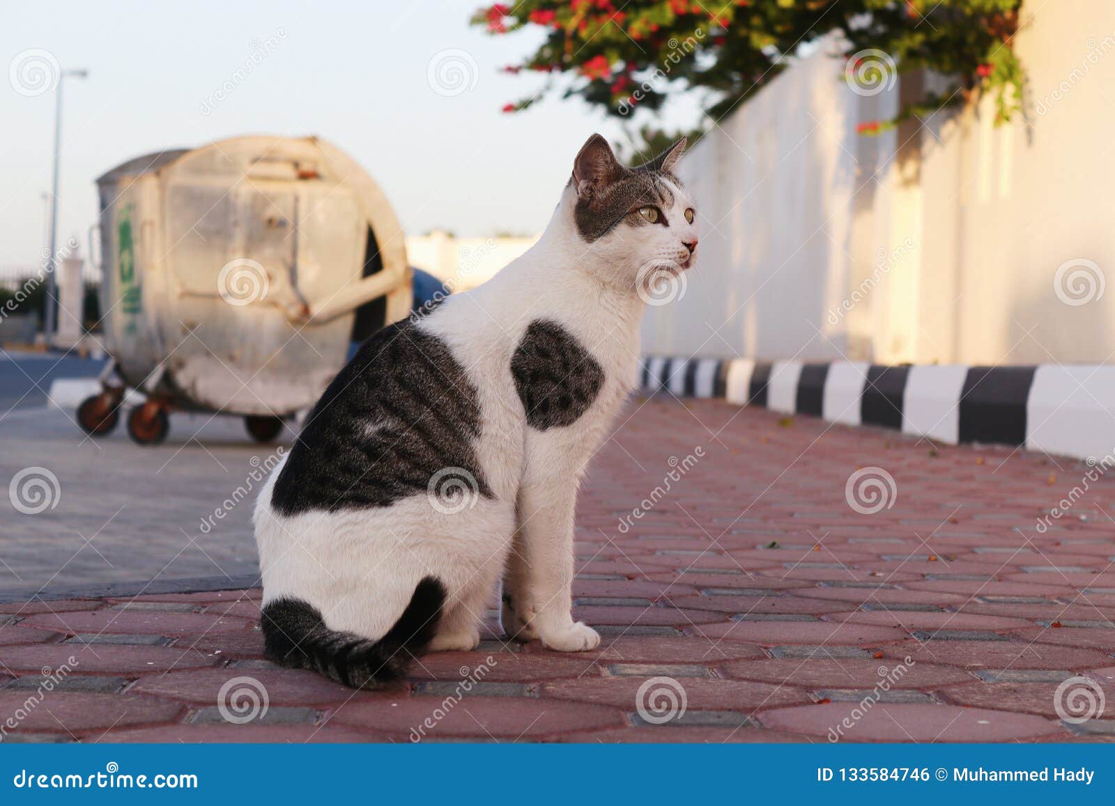 A Cat Stares while in a Sitting Pose Stock Photo Image of lips