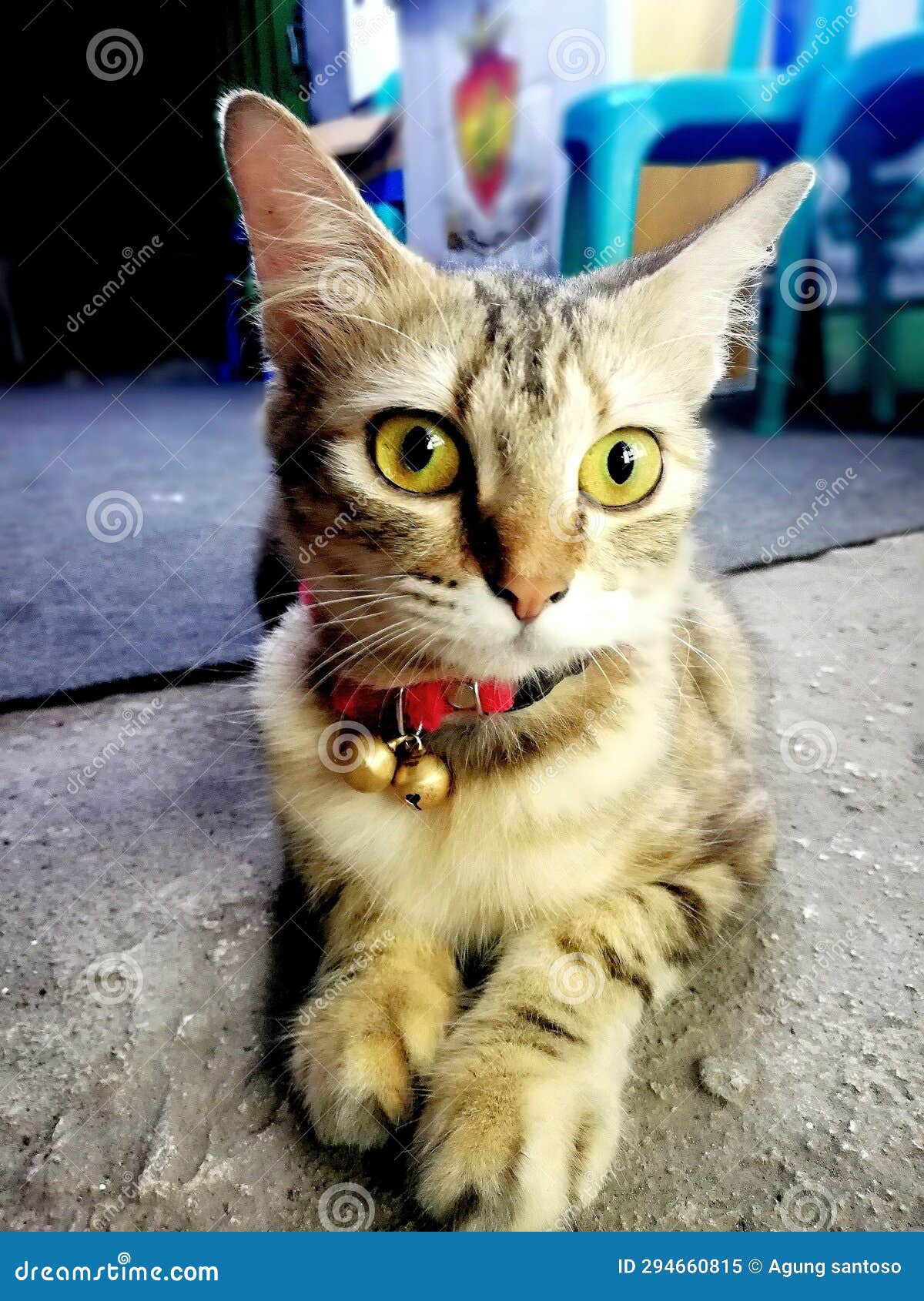 cat staring at the camera dan berpose rebahan