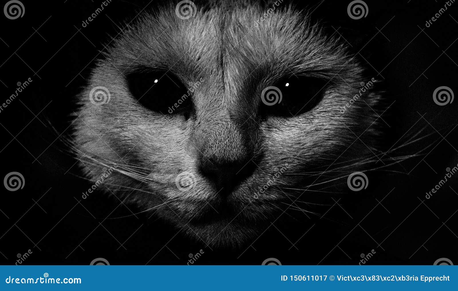 Cat staring at me stock image. Image of white, staring 150611017