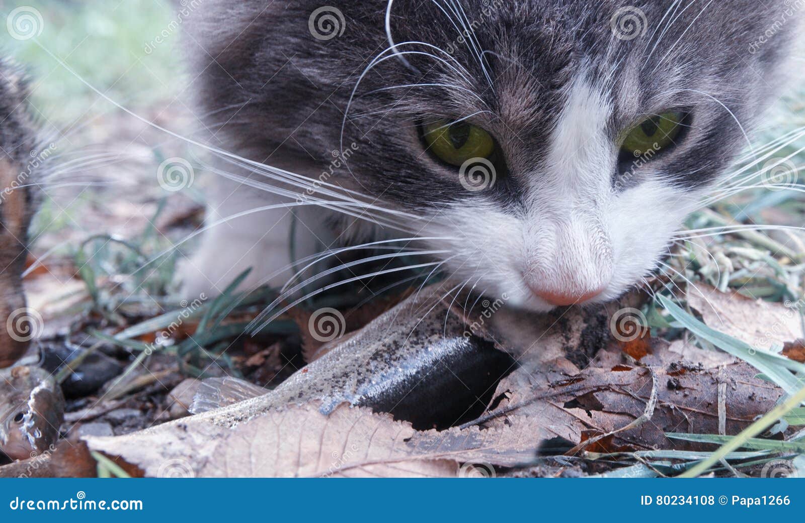 Cat Stealing Fish Photos Free & RoyaltyFree Stock Photos from Dreamstime