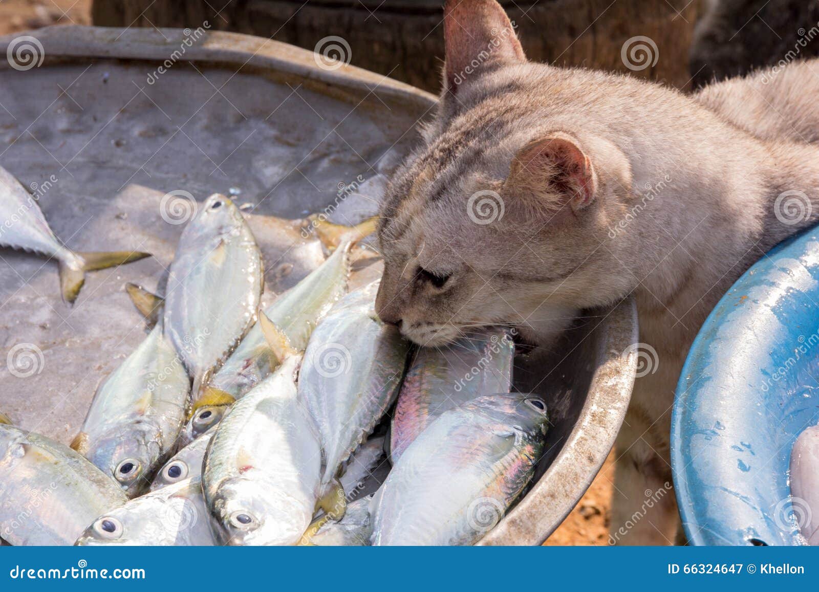 Cat stealing a fish stock image. Image of fresh, feeding 66324647