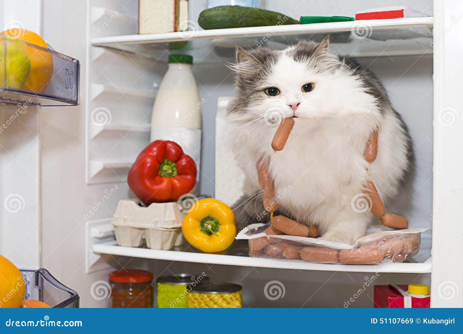 Best Pet Food Store Prices Best Pet Food Store Prices