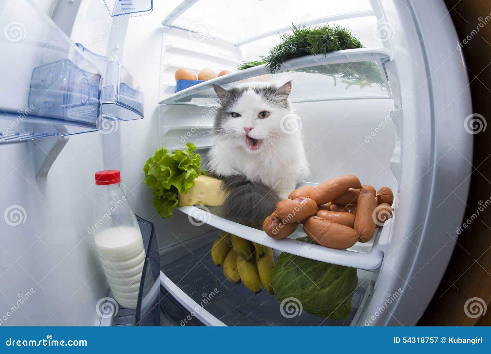 Cat Steals Sausage from the Refrigerator Stock Image Image of