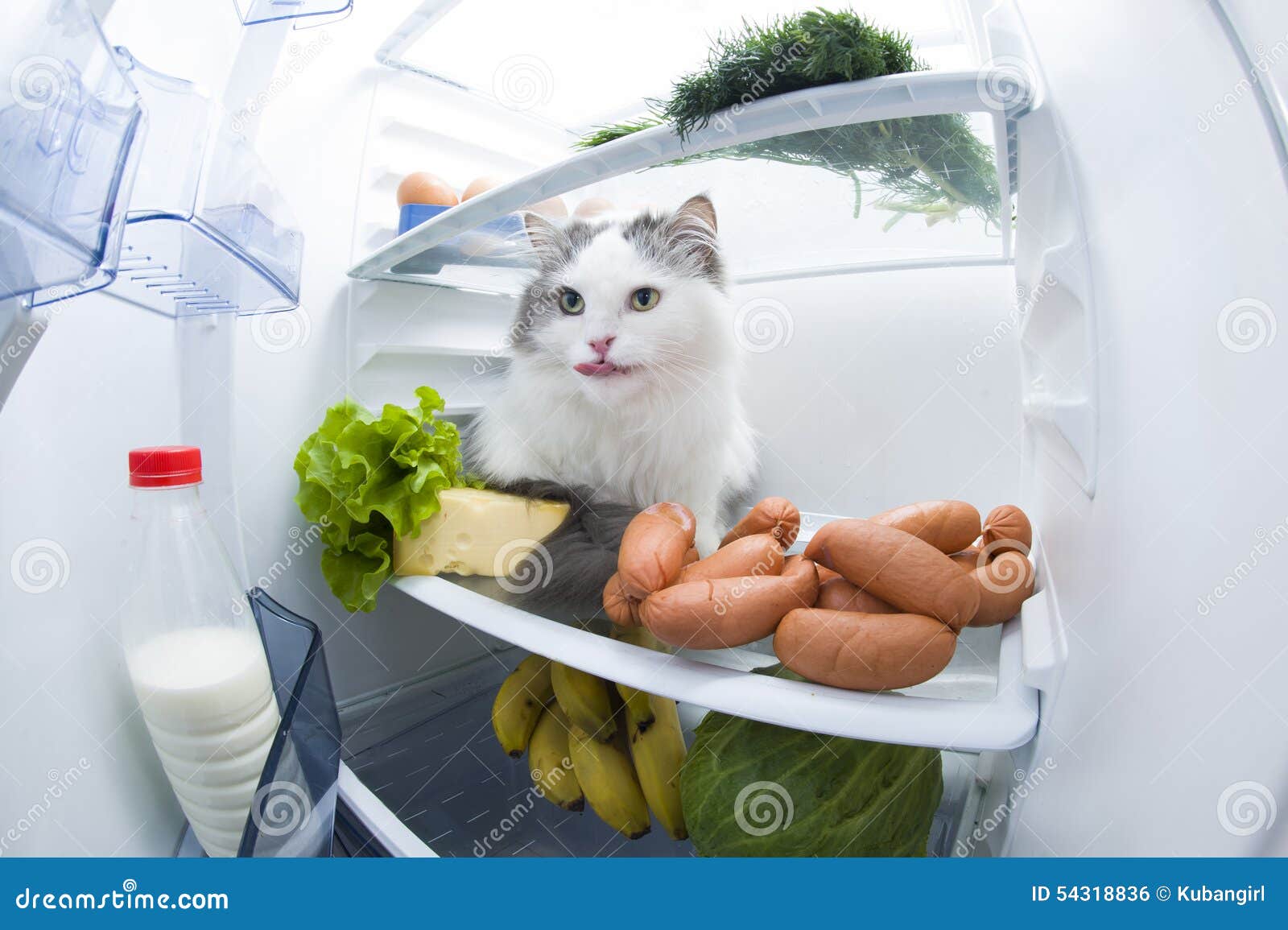 Cat Steals Sausage from the Refrigerator Stock Photo Image of diet
