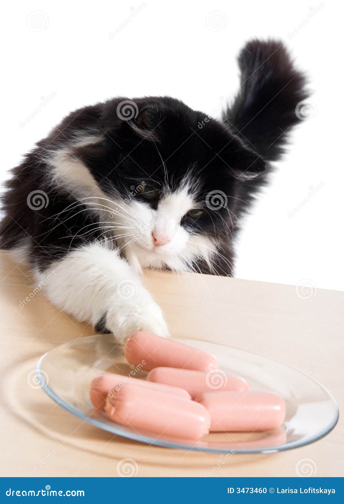 Cat steals sausages stock photo. Image of home, glass 3473460