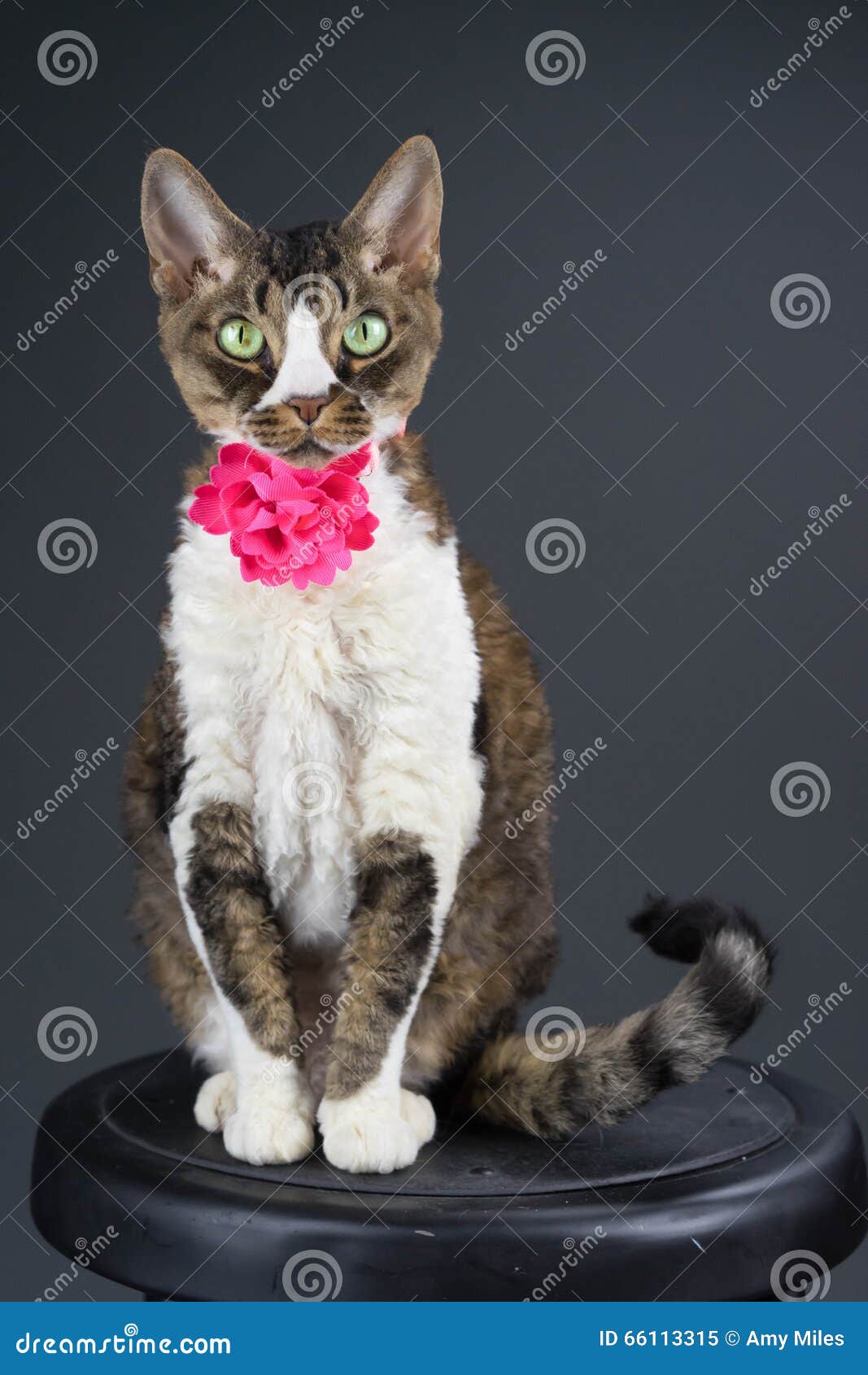 Cat on stool stock image. Image of black, green, devon - 66113315