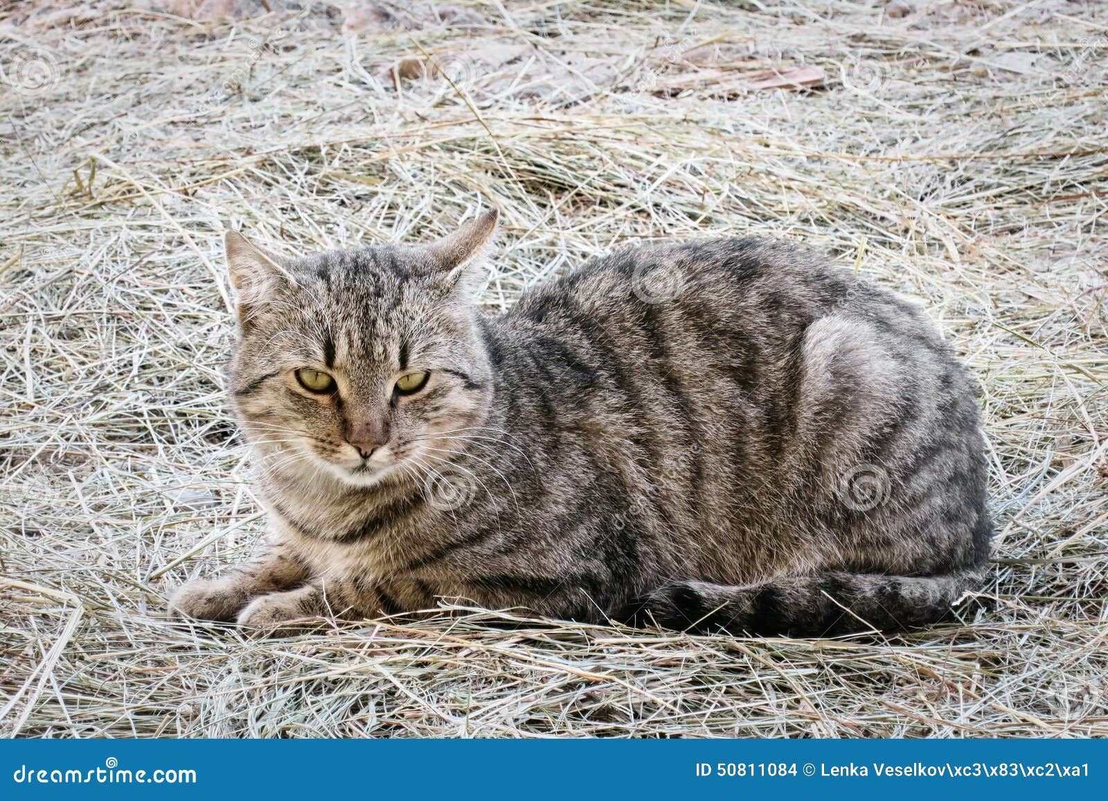 Cat on straw stock photo. Image of adorable, purebred 50811084