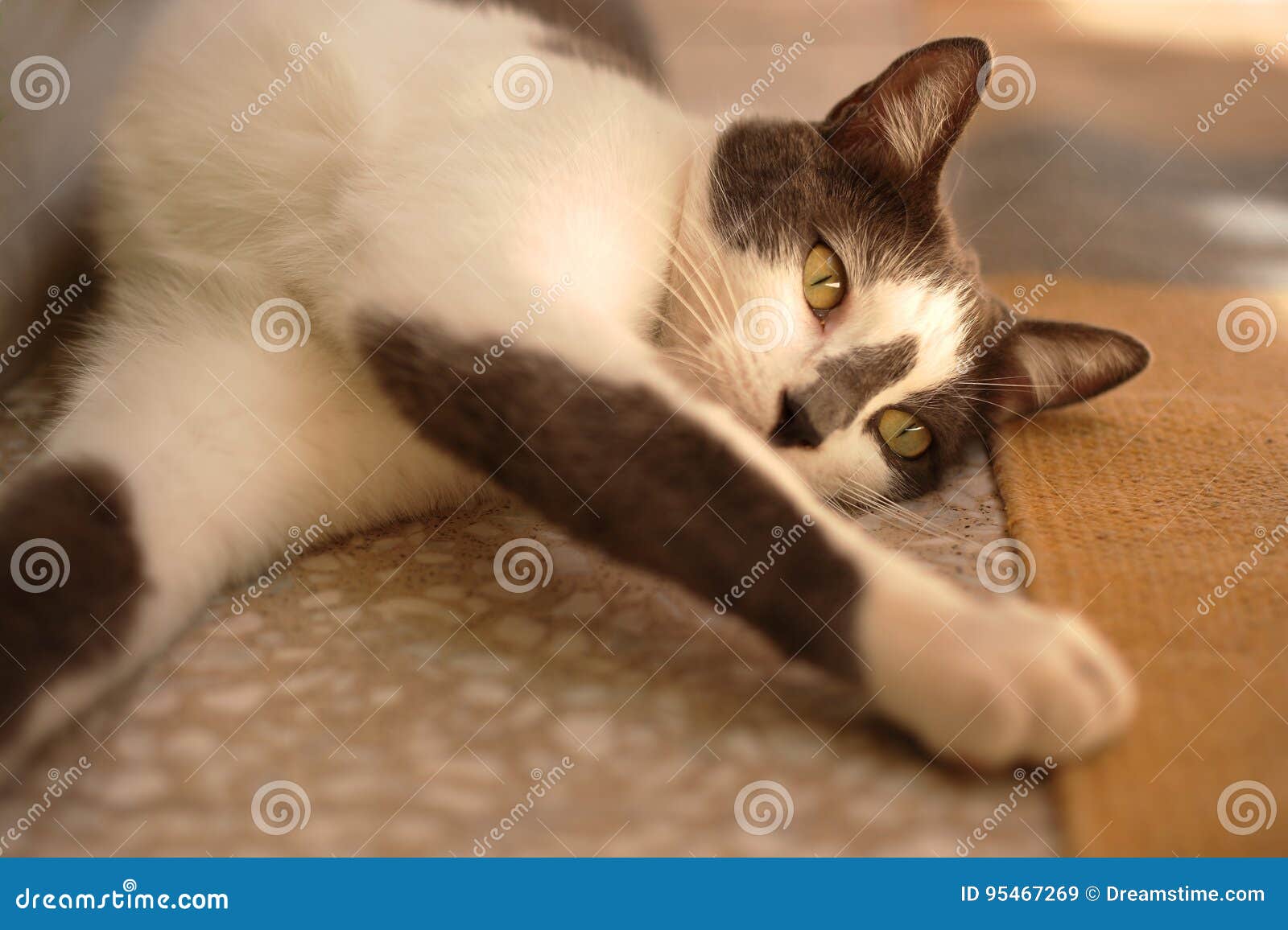 Cat stretching its paws stock image. Image of closeup 95467269