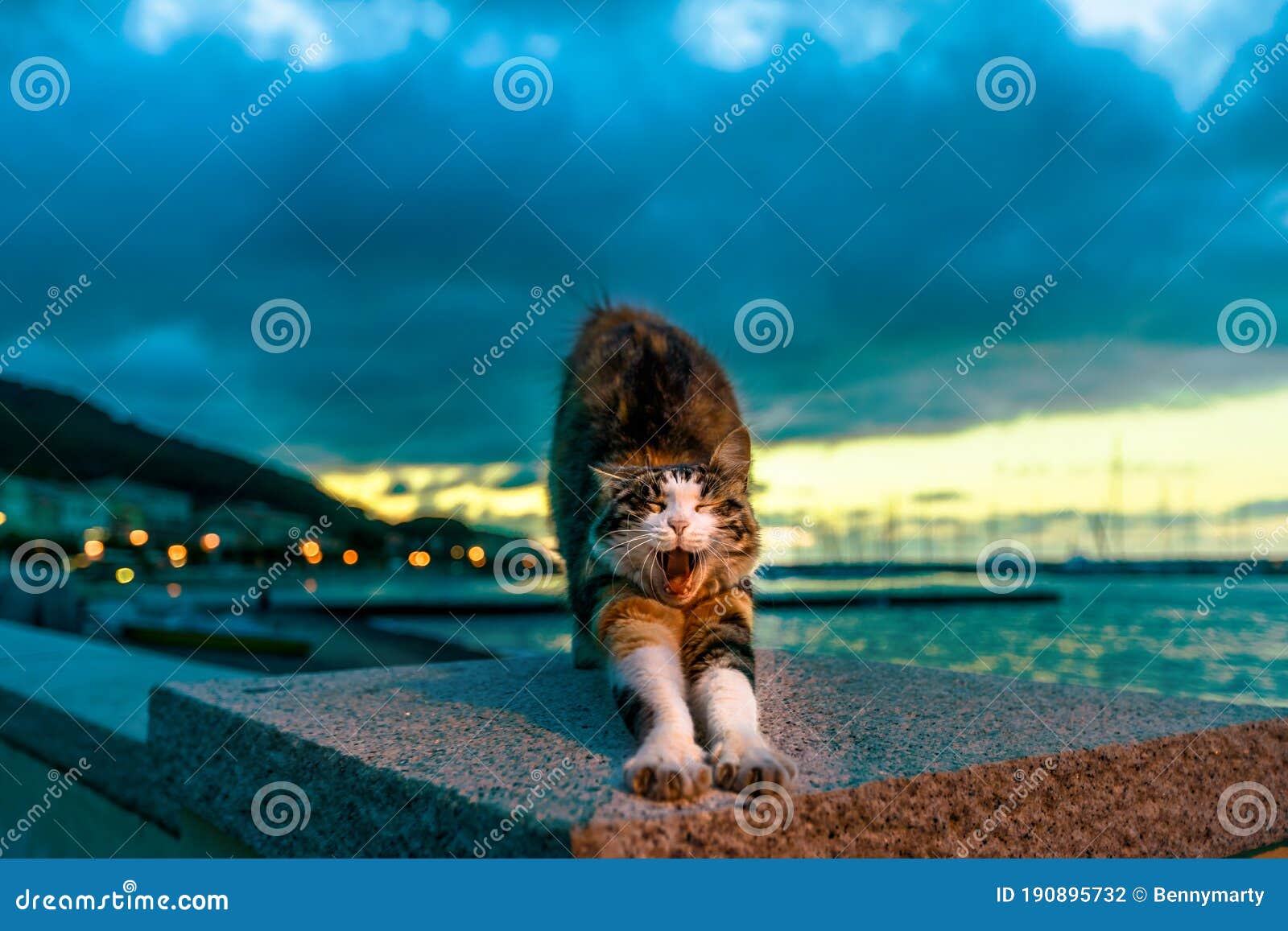 cat stretching in marciana marina at night