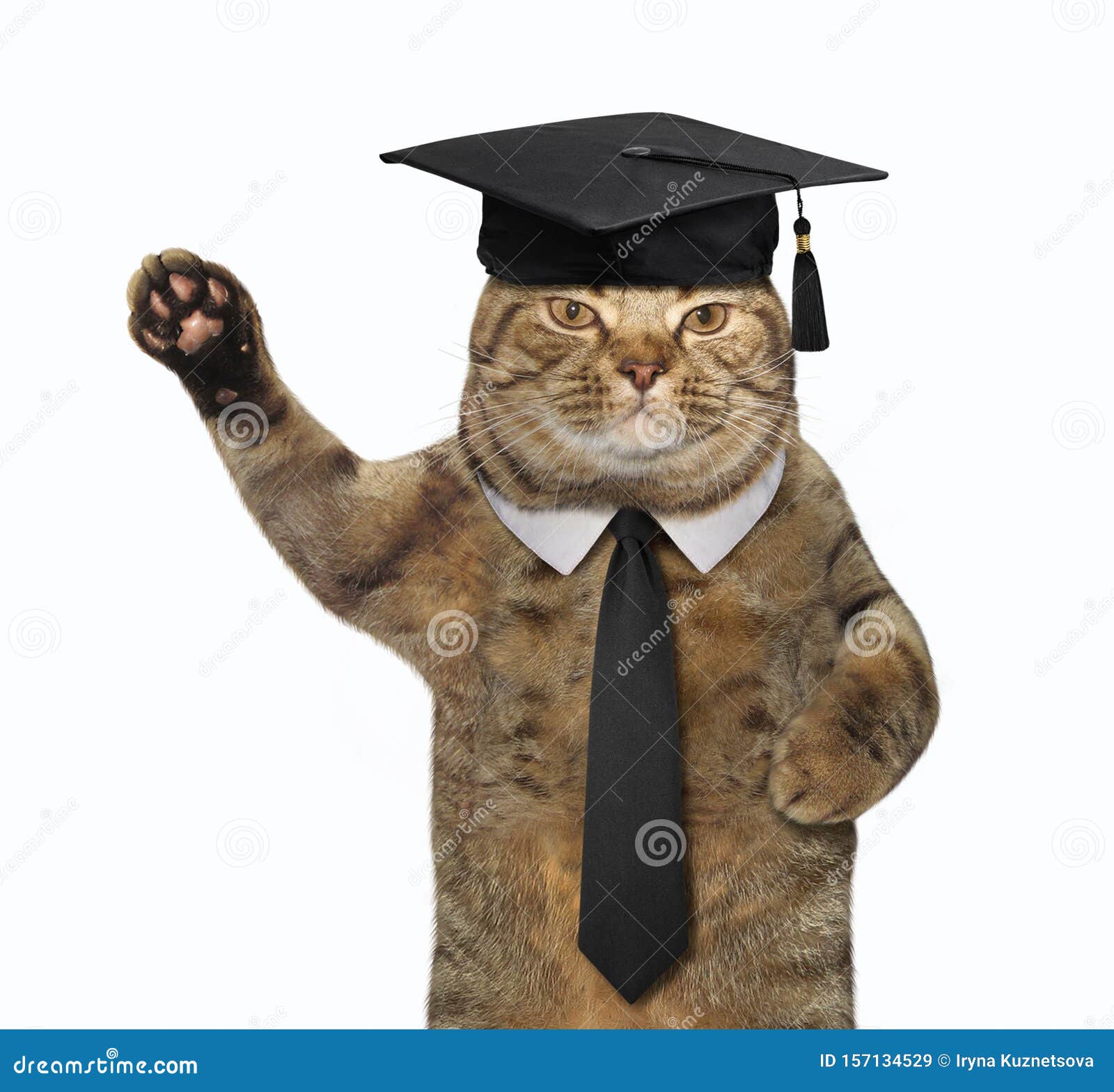 Cat  Student  In A Academic Hat Stock Image Image of 