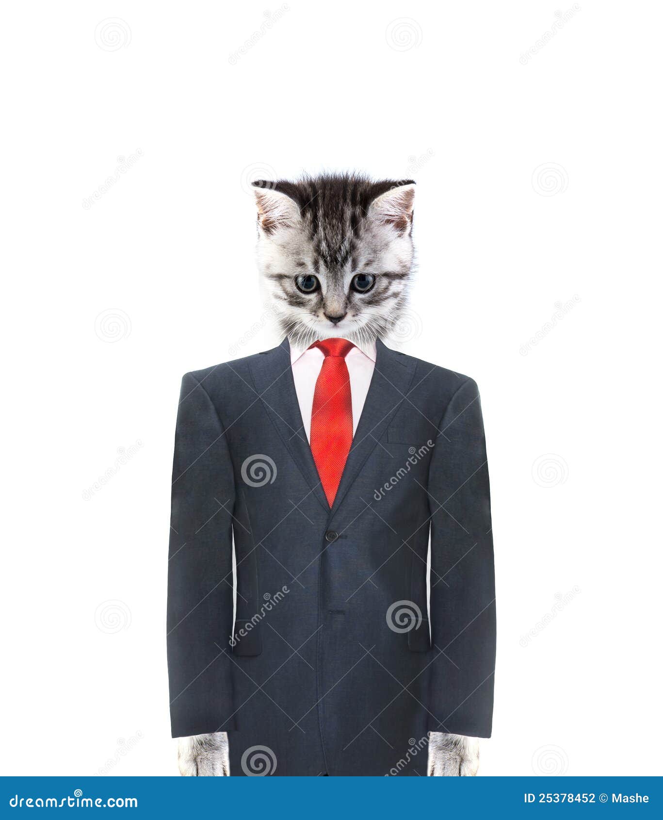 Cat in a suit stock photo. Image of working, business - 25378452