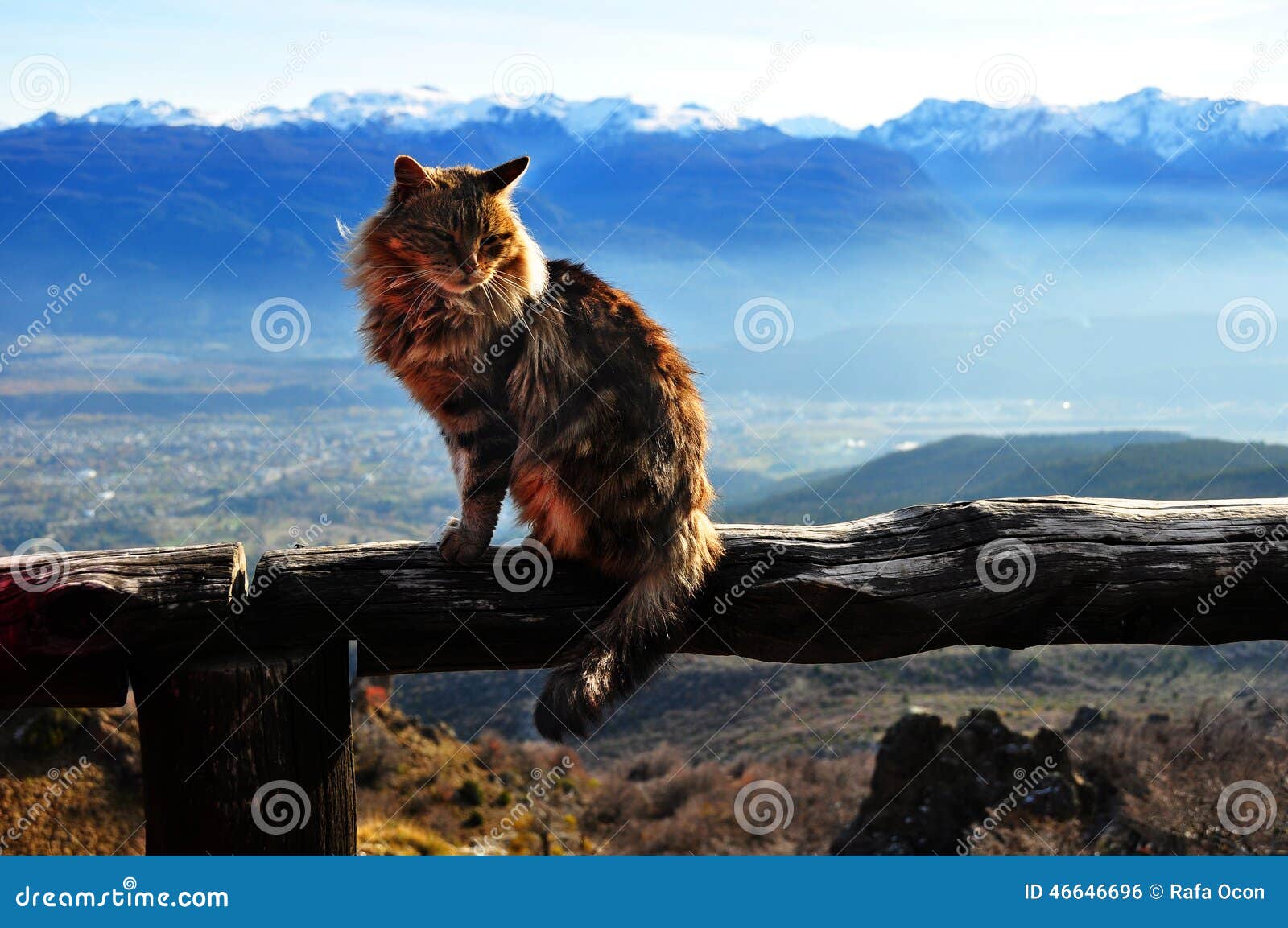 cat on the summit of the mountain in argentina, bolson