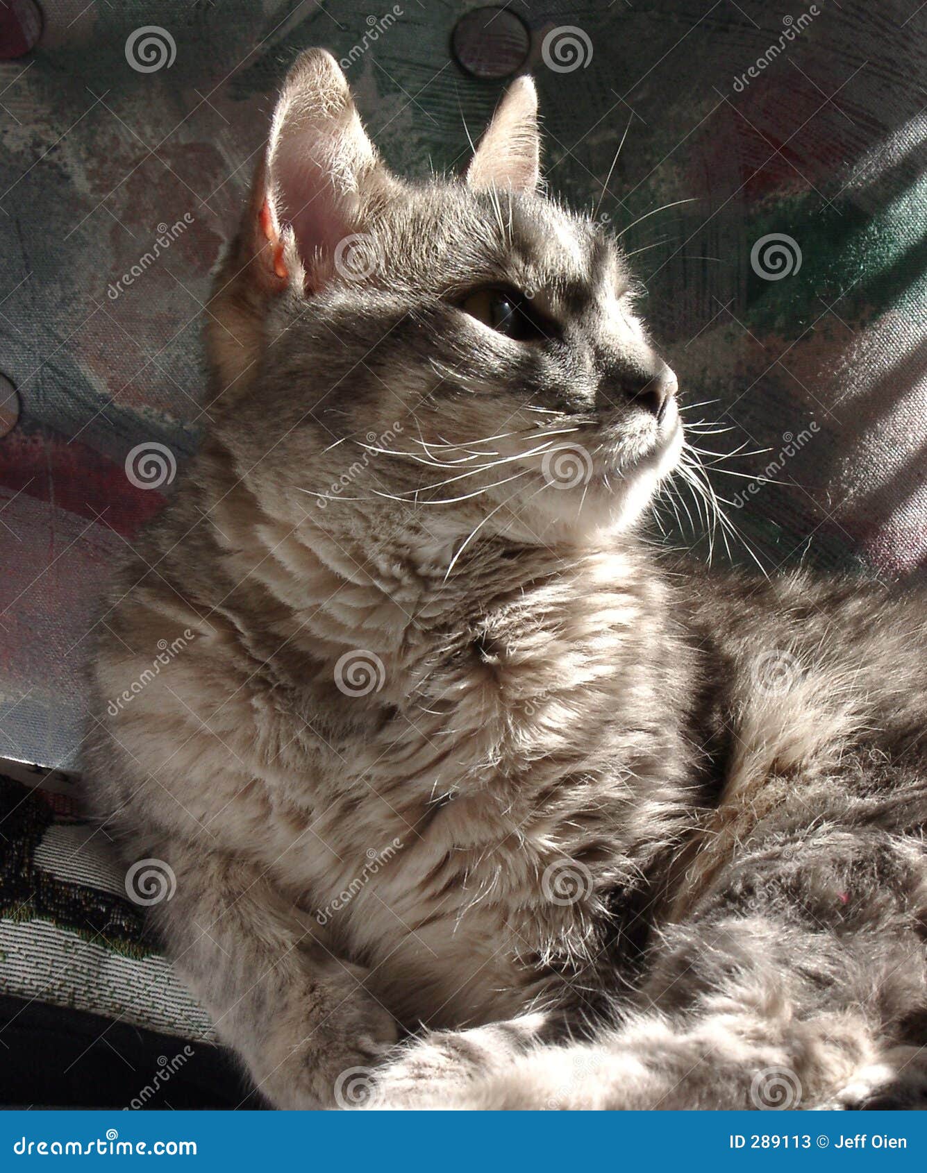 Cat In Sun stock image. Image of window, looking, face 289113