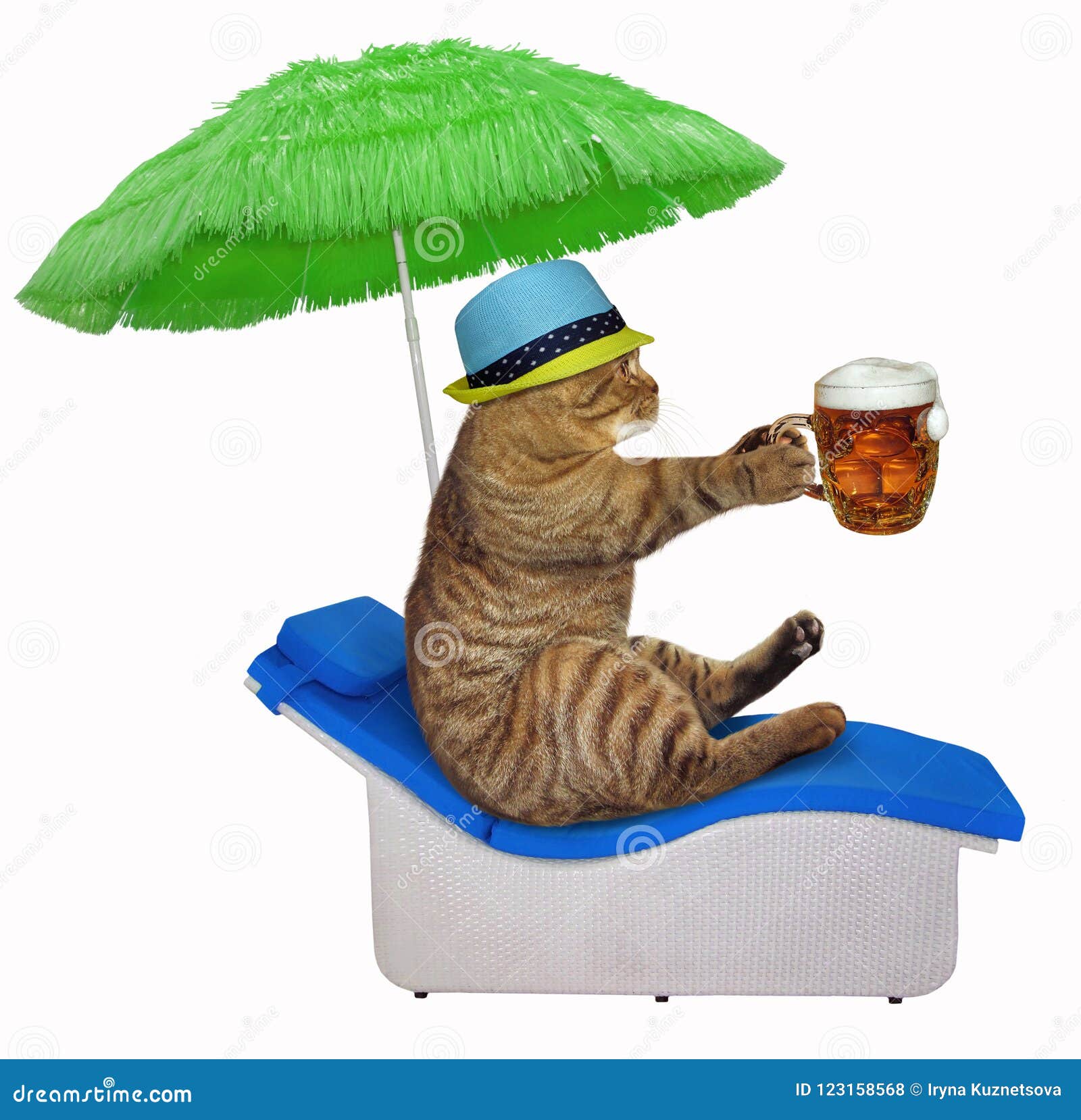 Cat Drinks Beer on a Sunbed Stock Photo Image of parasol, sitting