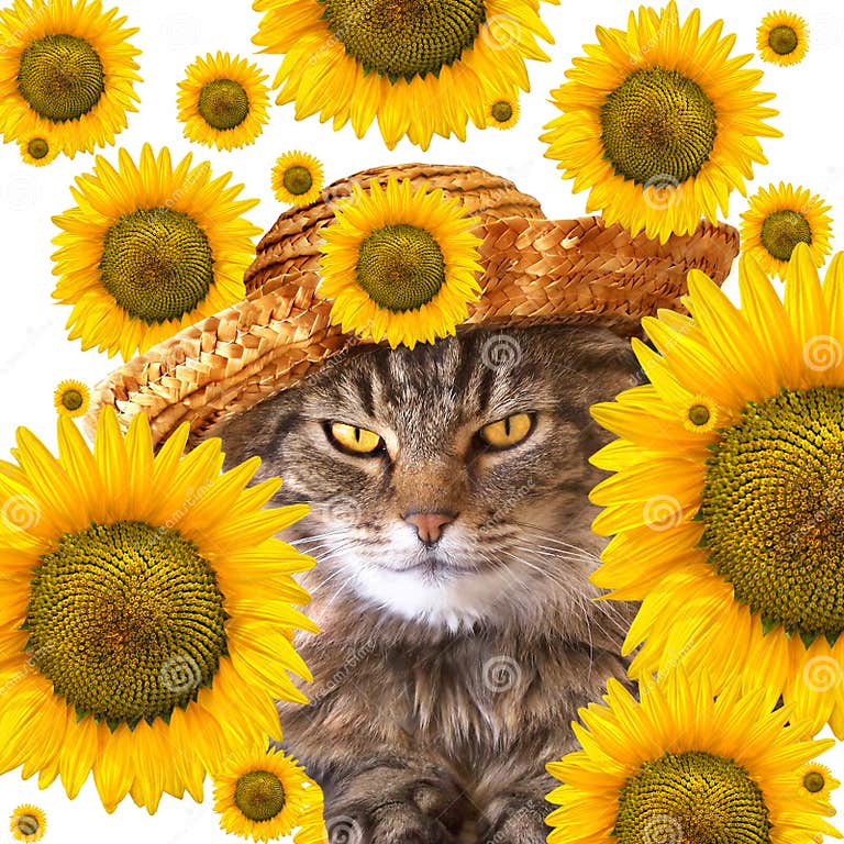Cat with sunflowers stock photo. Image of garden, bouquet 10606776