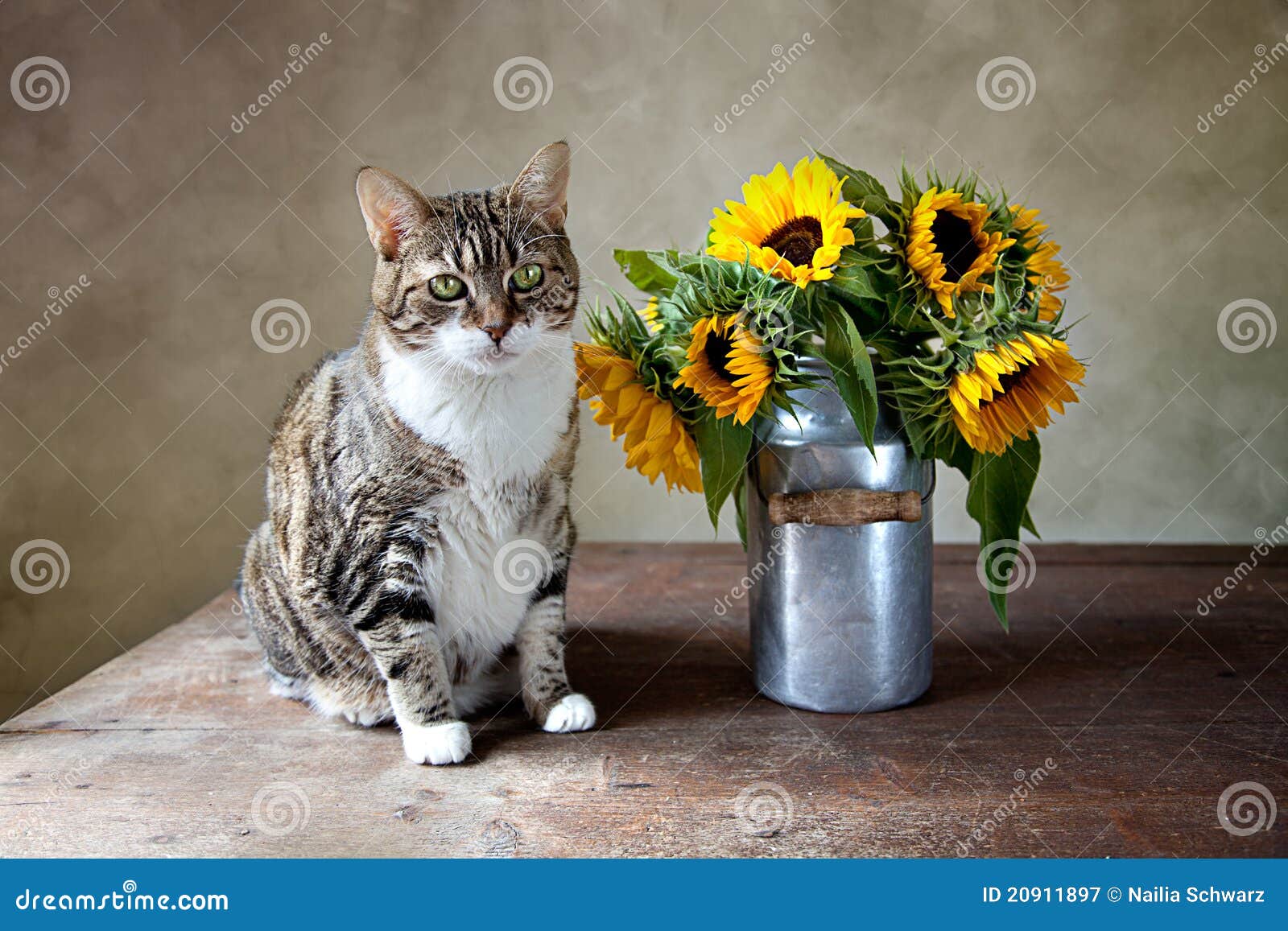 Cat and Sunflowers stock image. Image of artistic, shiny 20911897