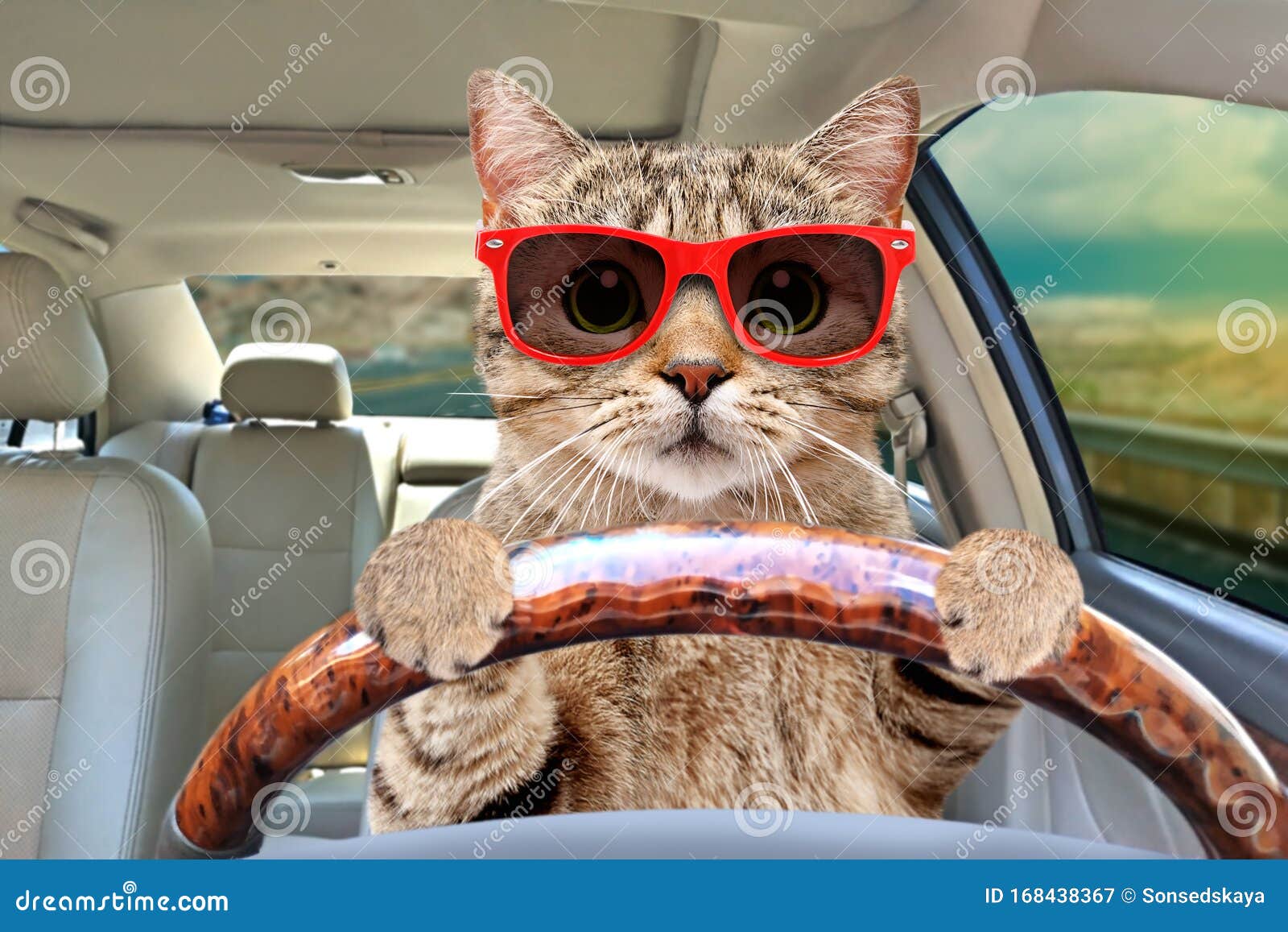 cat with sunglasses driving a car