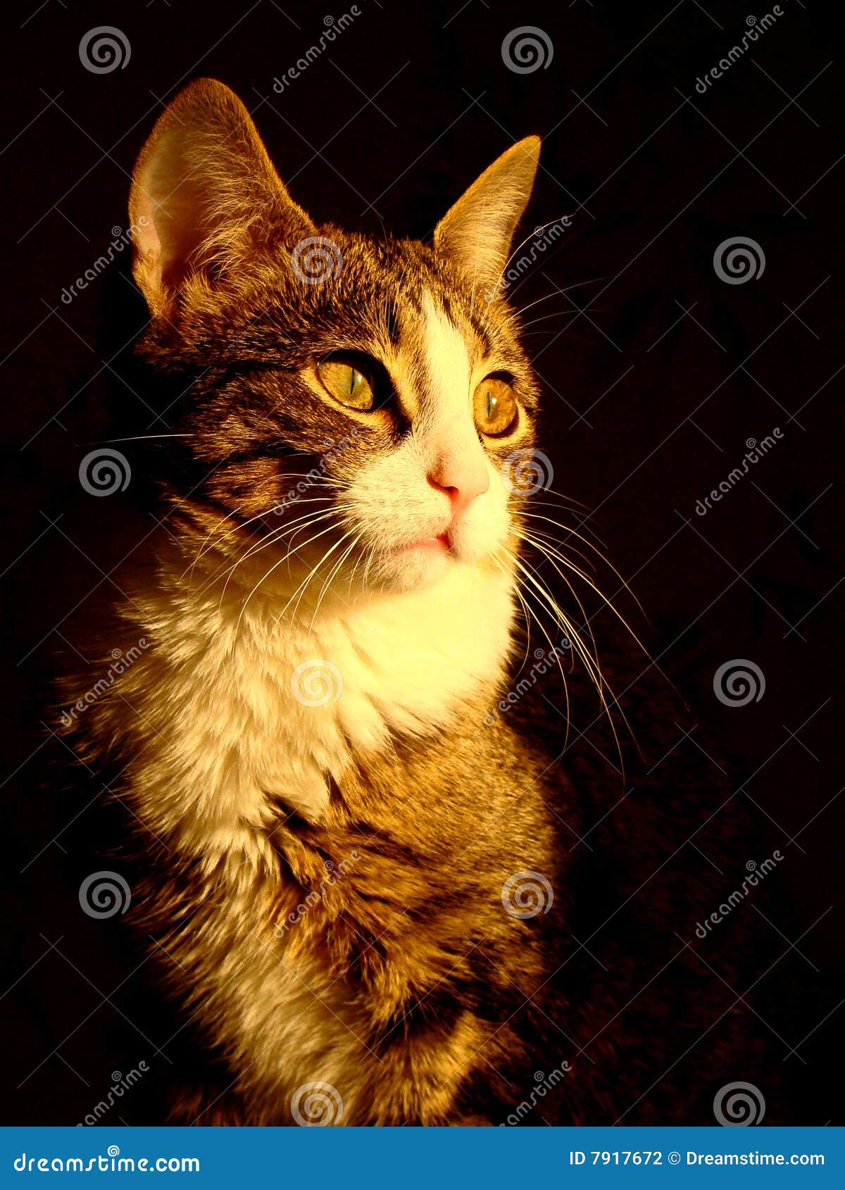 Cat sunlight stock photo. Image of nose, ears, black, klaza 7917672