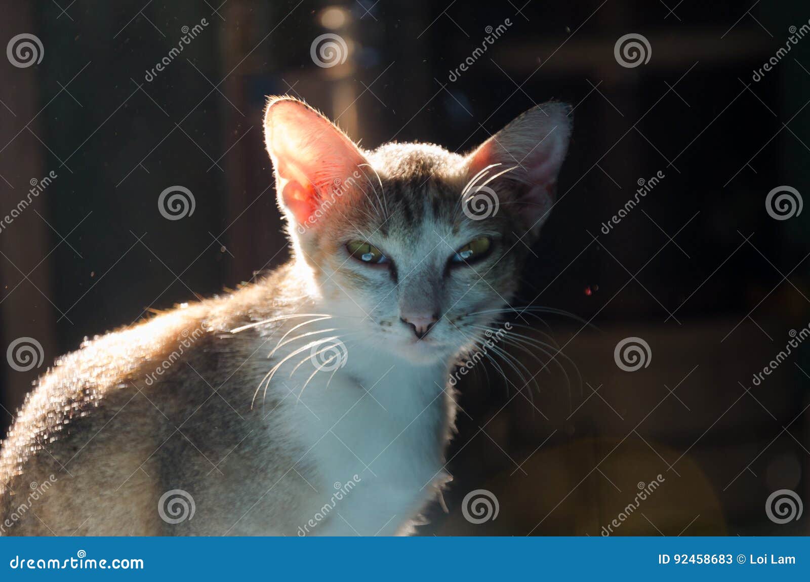 Cat in sunlight stock image. Image of animal, sunlight 92458683